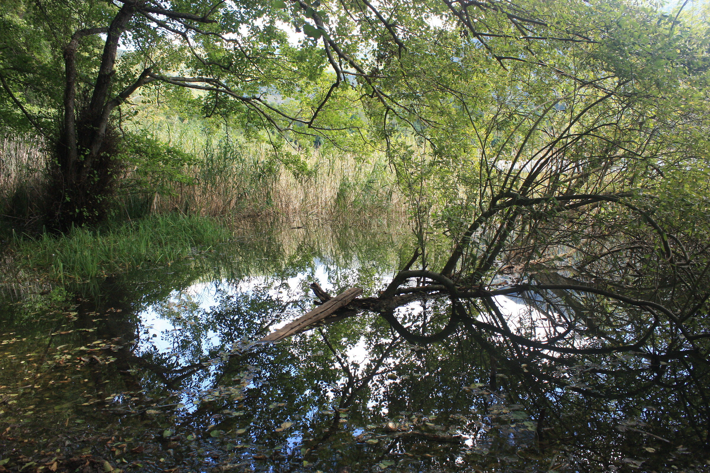 Reflections to Big Lake