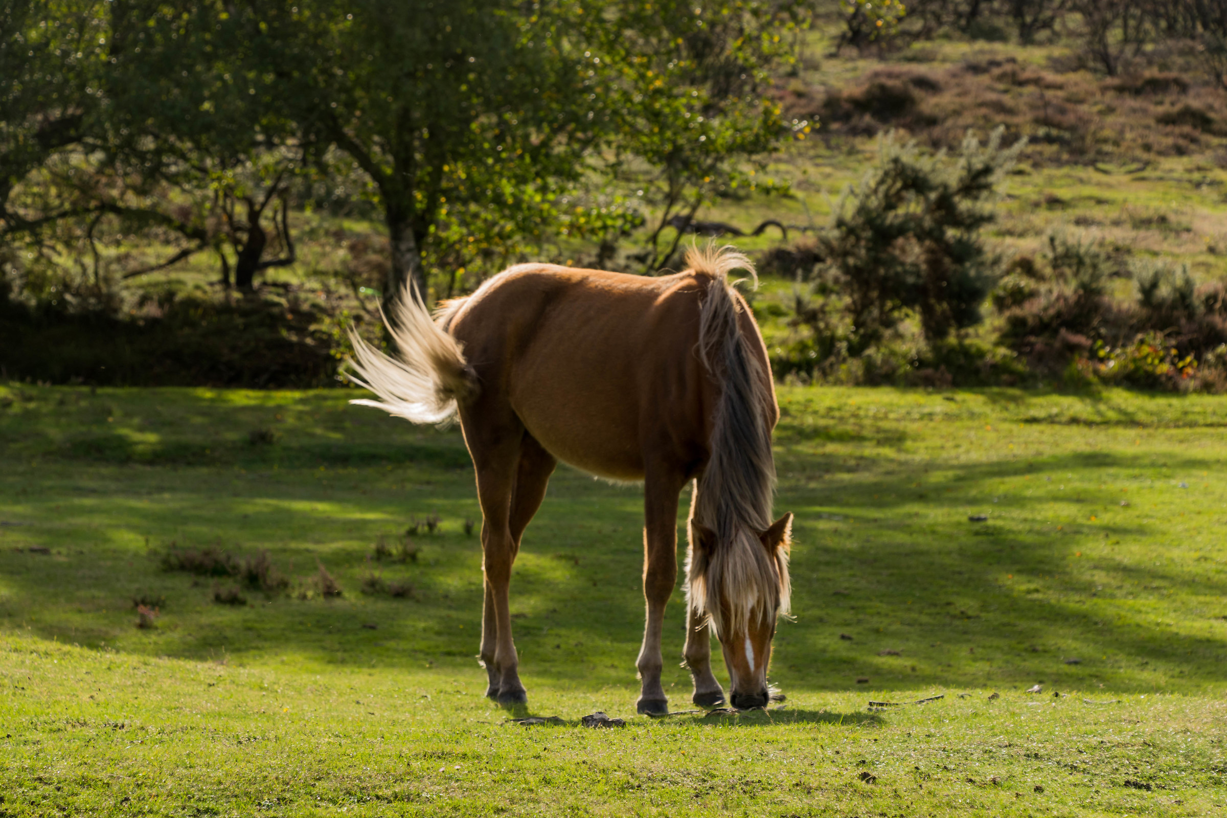 Back Lit New Forest Pony