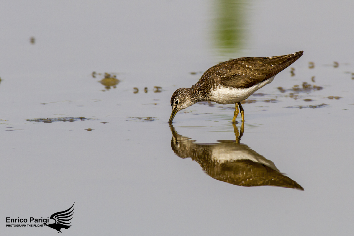 Piro Piro Boschereccio