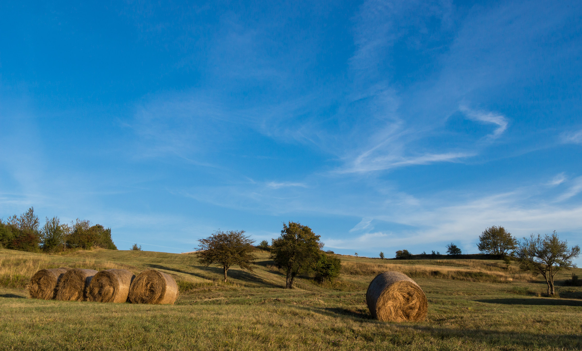 Alberi e fieno
