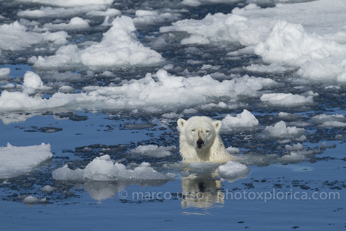 Orso Bianco - Svalbard