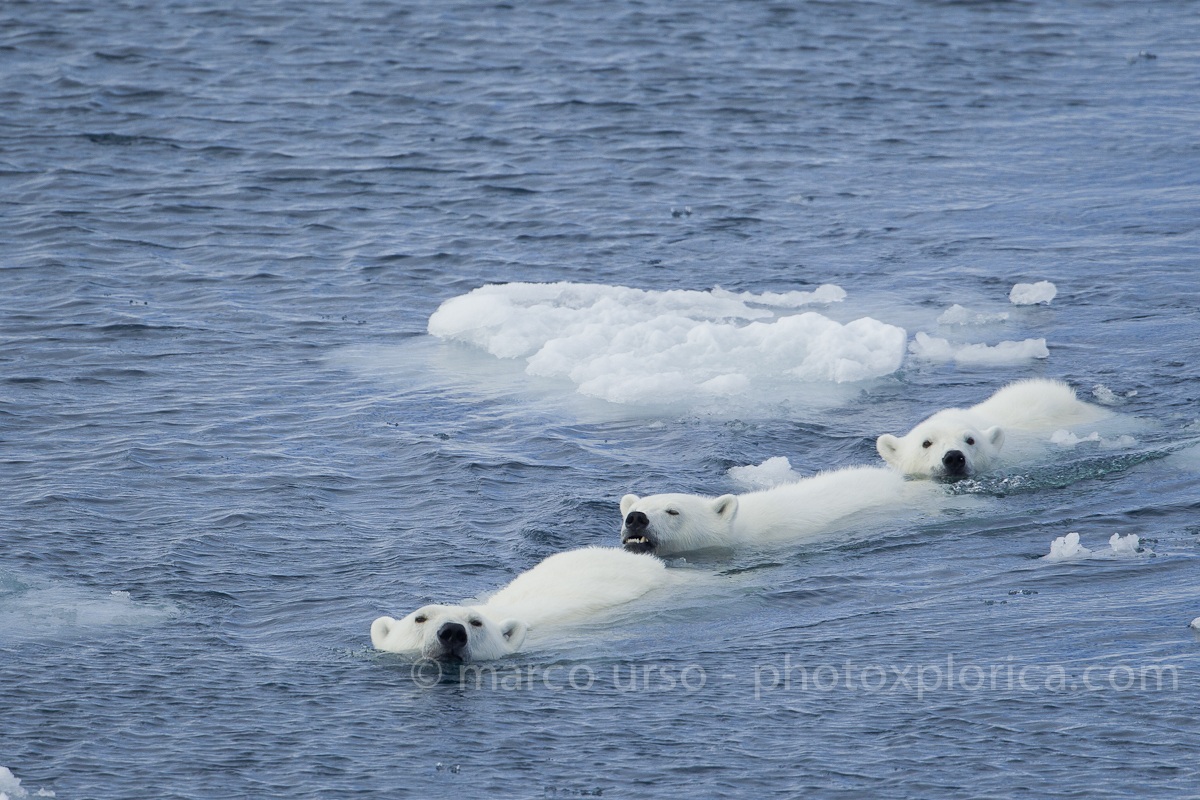 Orso Bianco - Svalbard