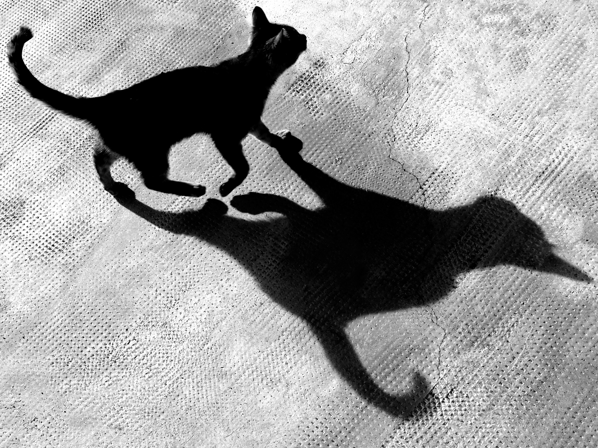 ombra felina