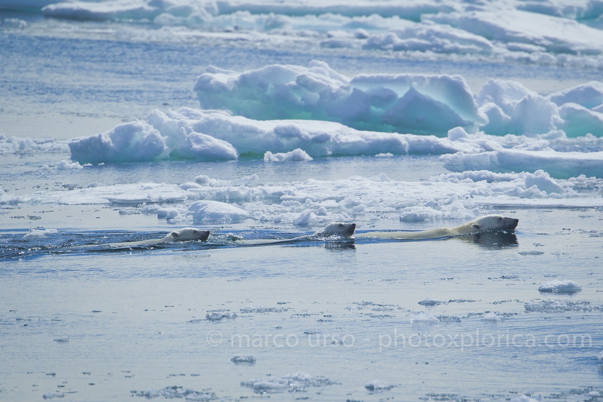 Orso Bianco - Svalbard