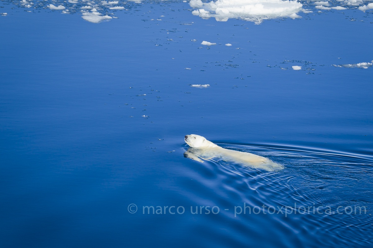 Orso Bianco - Svalbard