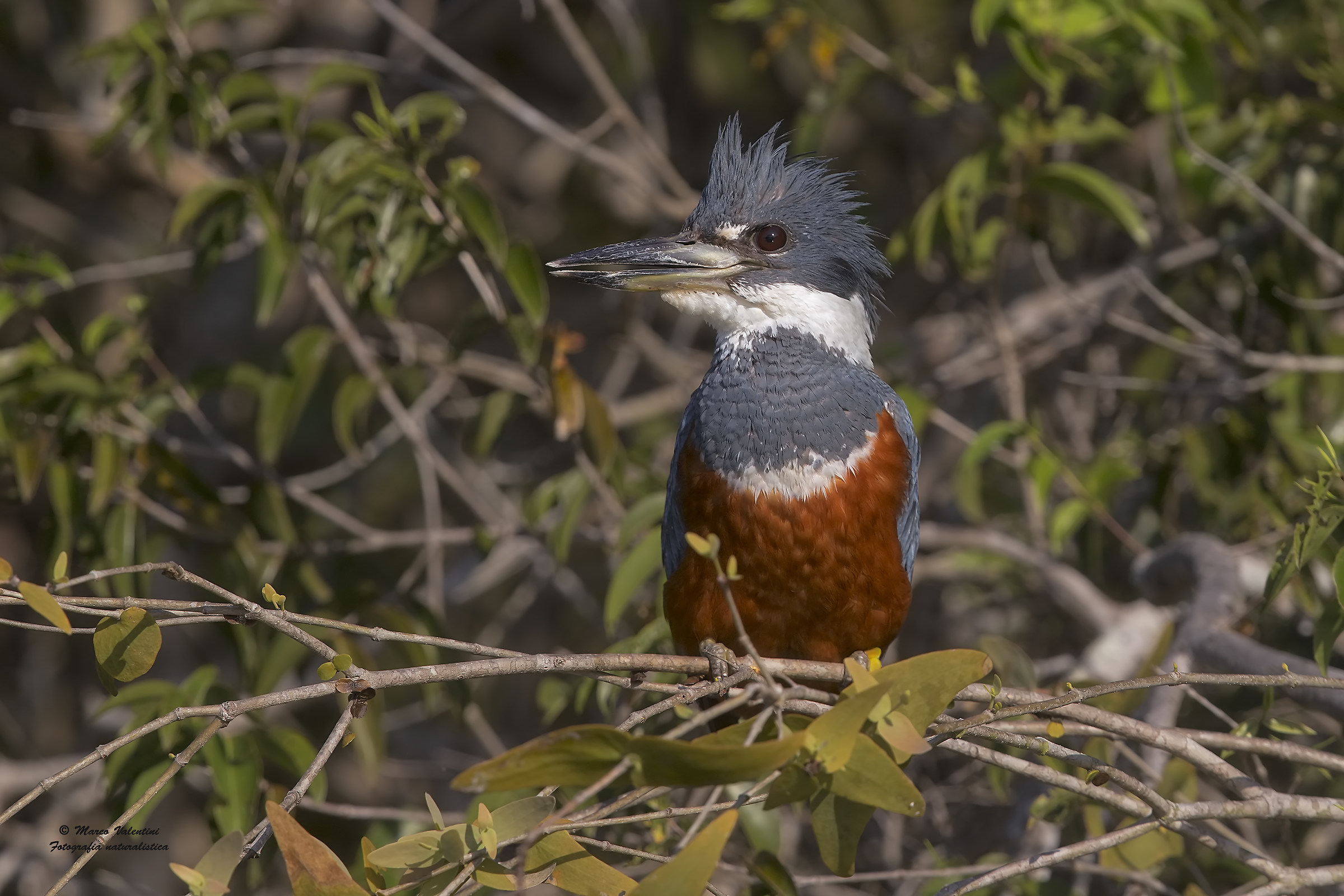Giant Kingfisher