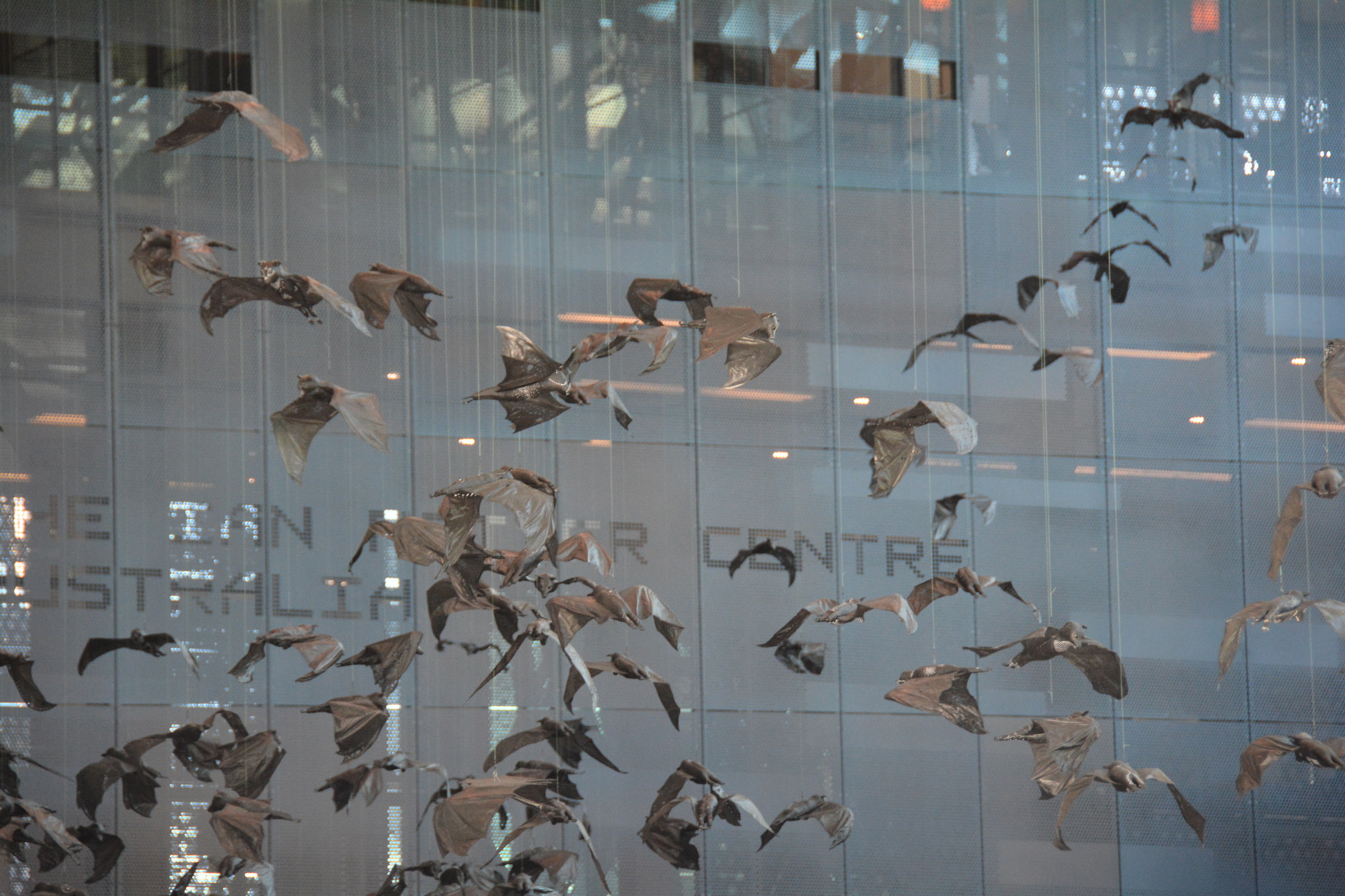 Batman avenue "invasion of bats" Melbourne