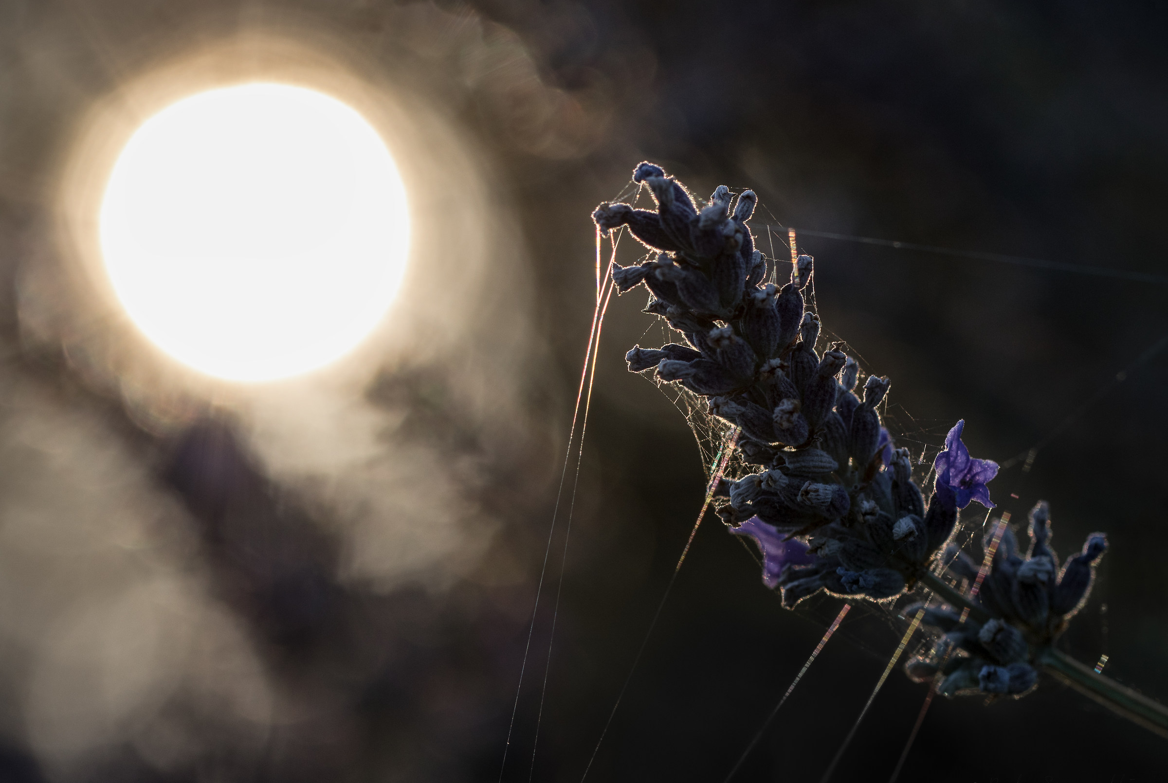 Lavender, spiderwebs and sunset