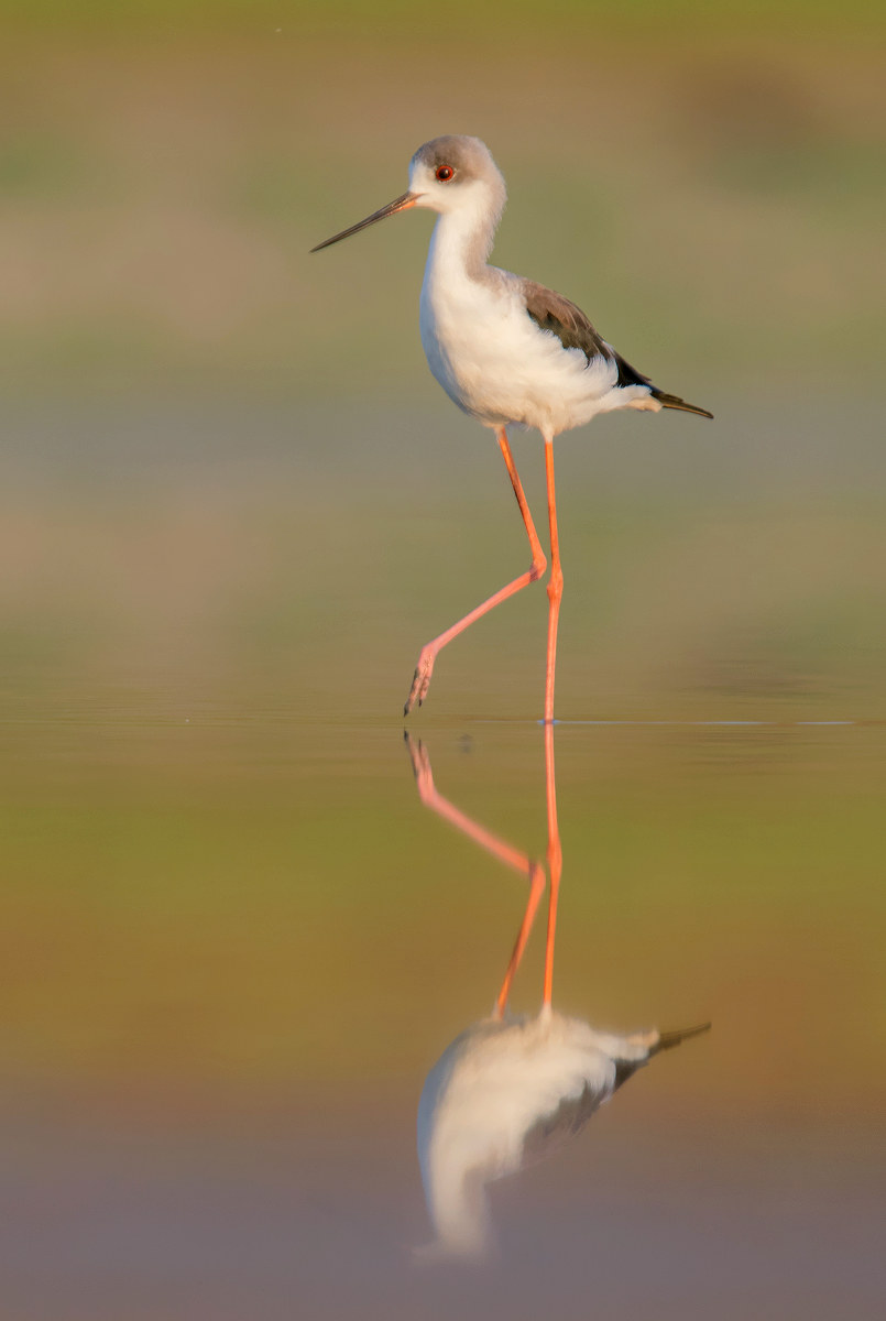 black winged stilt