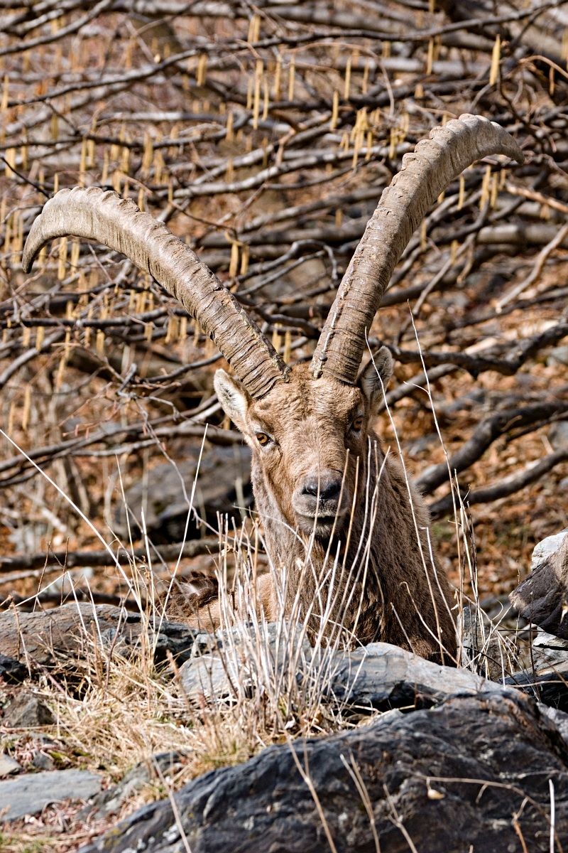 Ibex in Maslana (bg)