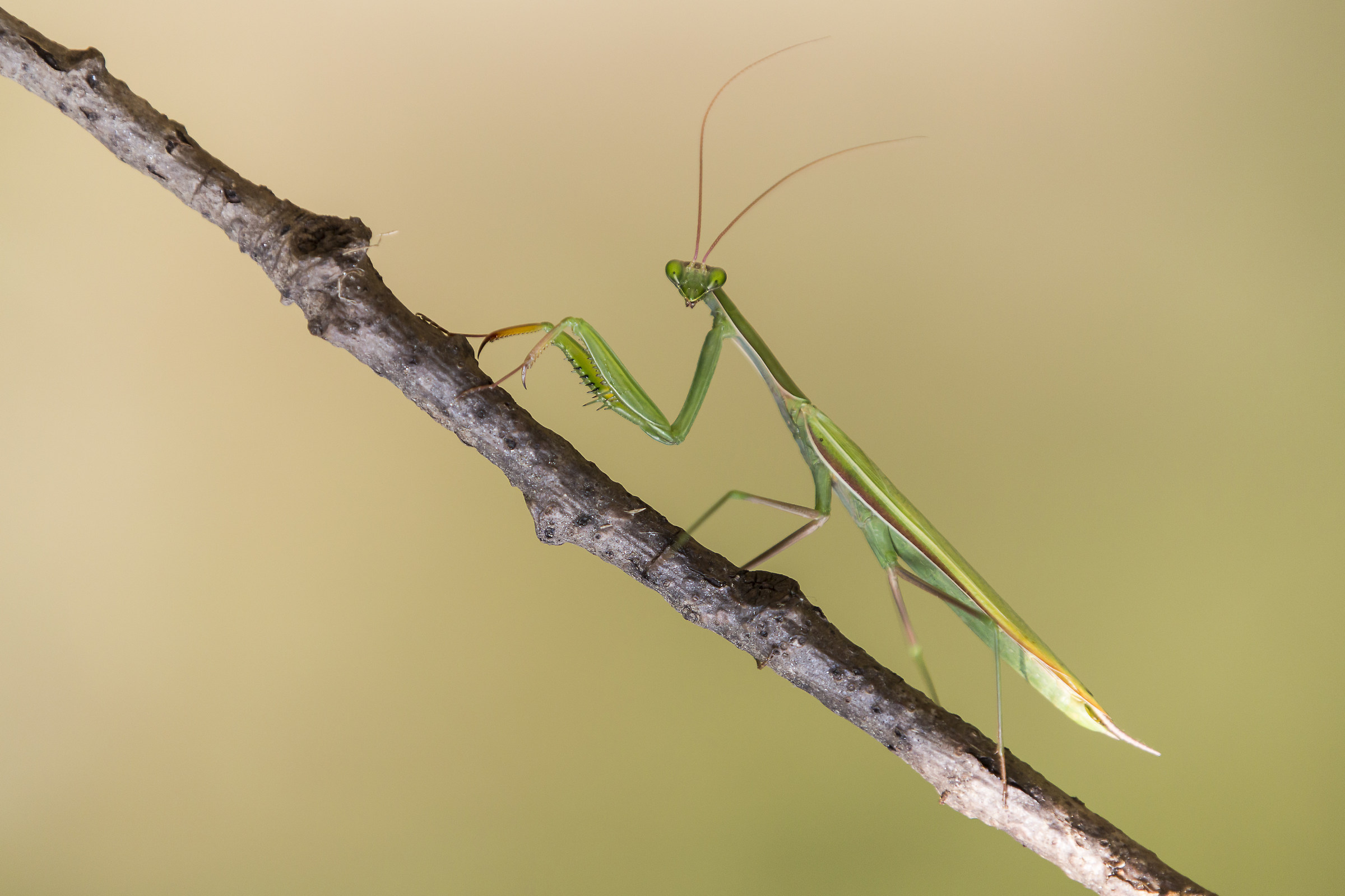 Praying mantis