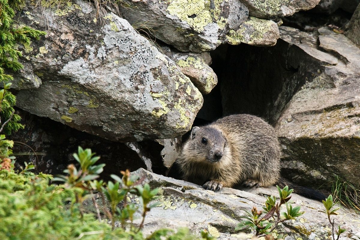 Marmotta, laghi di Ponteranica (bg)