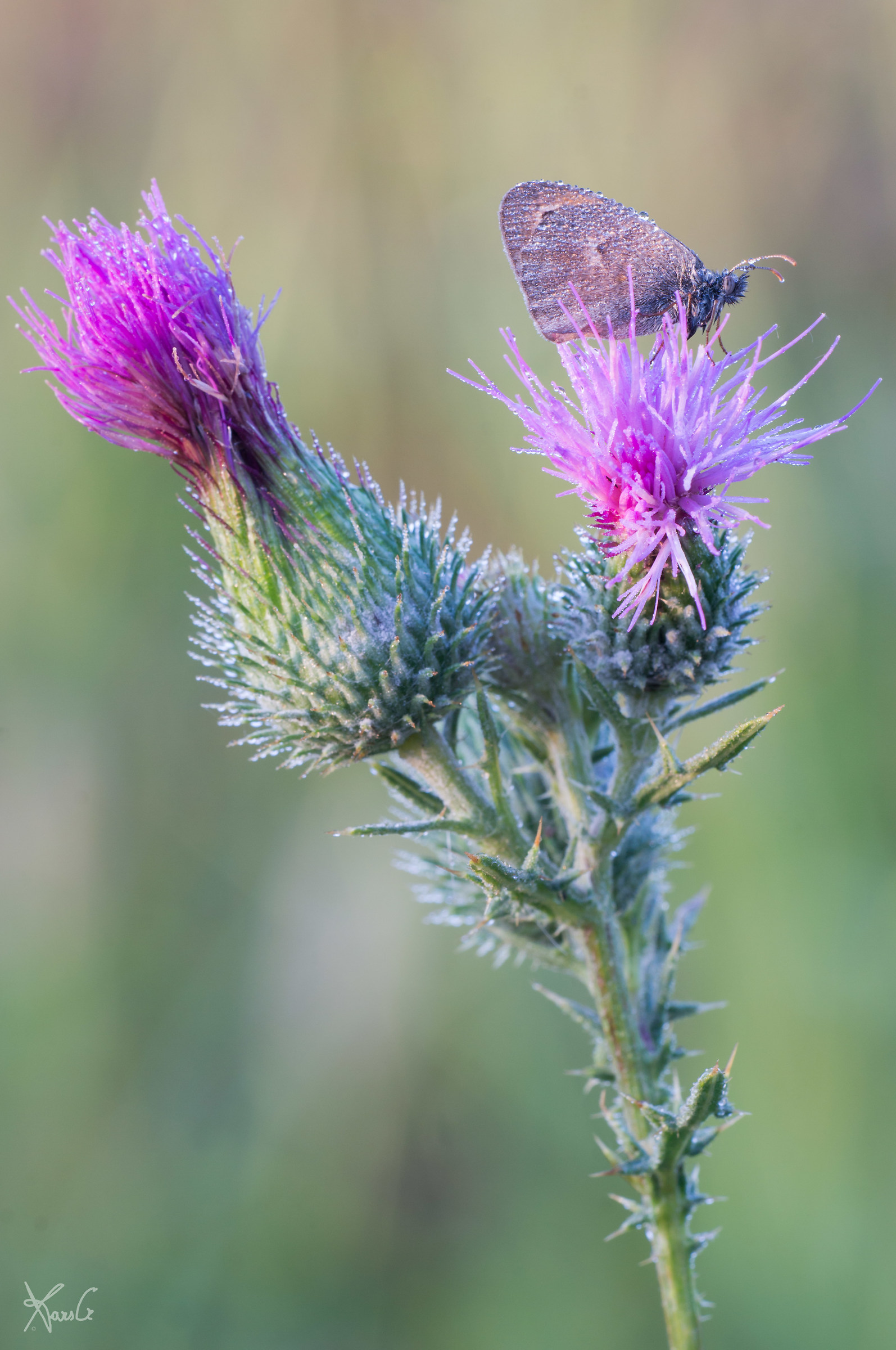 You'll sting and not me !!