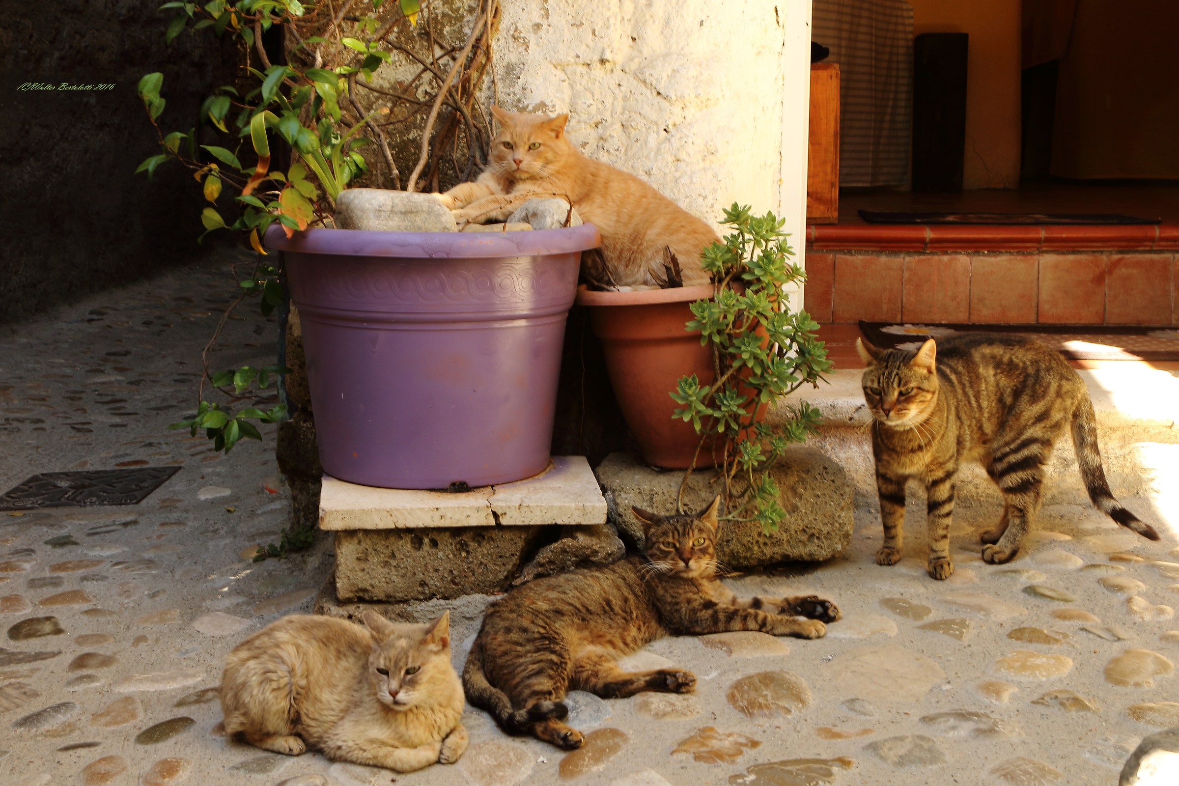 Eravamo quattro mici al bar...