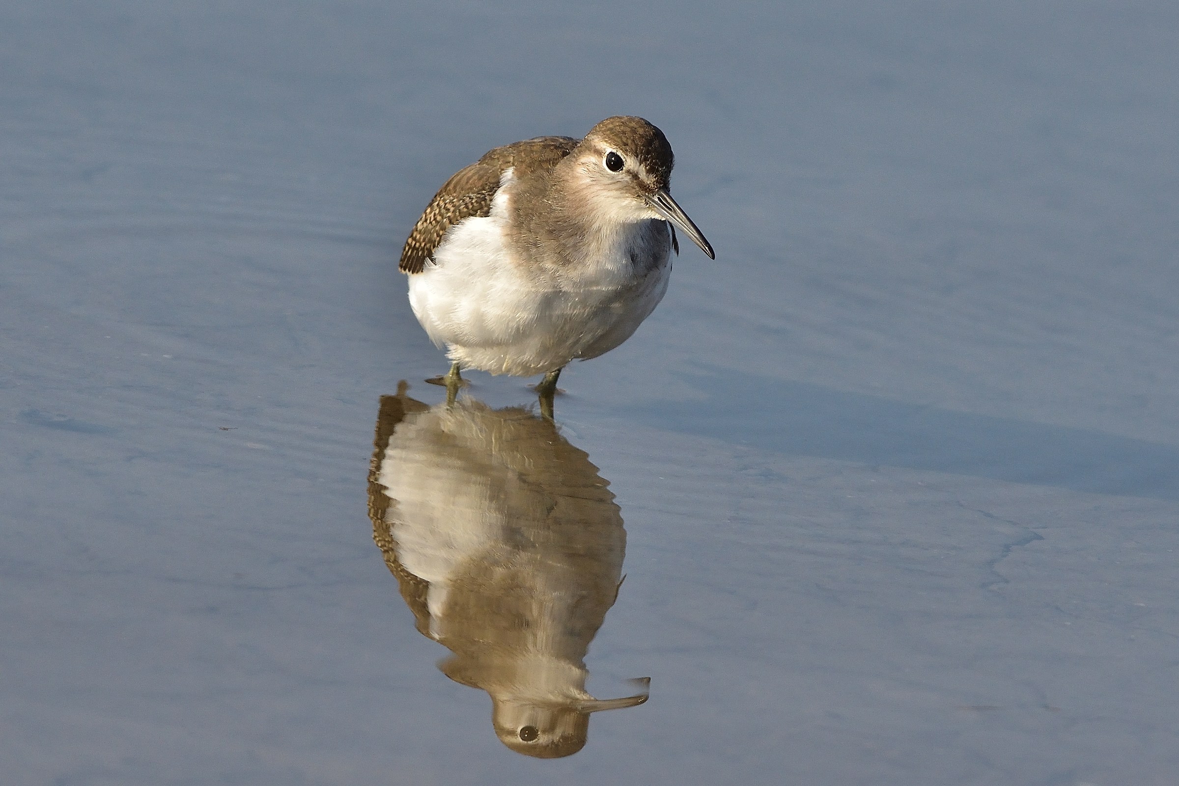 Piropiro piccolo (Actitis hypoleucos)
