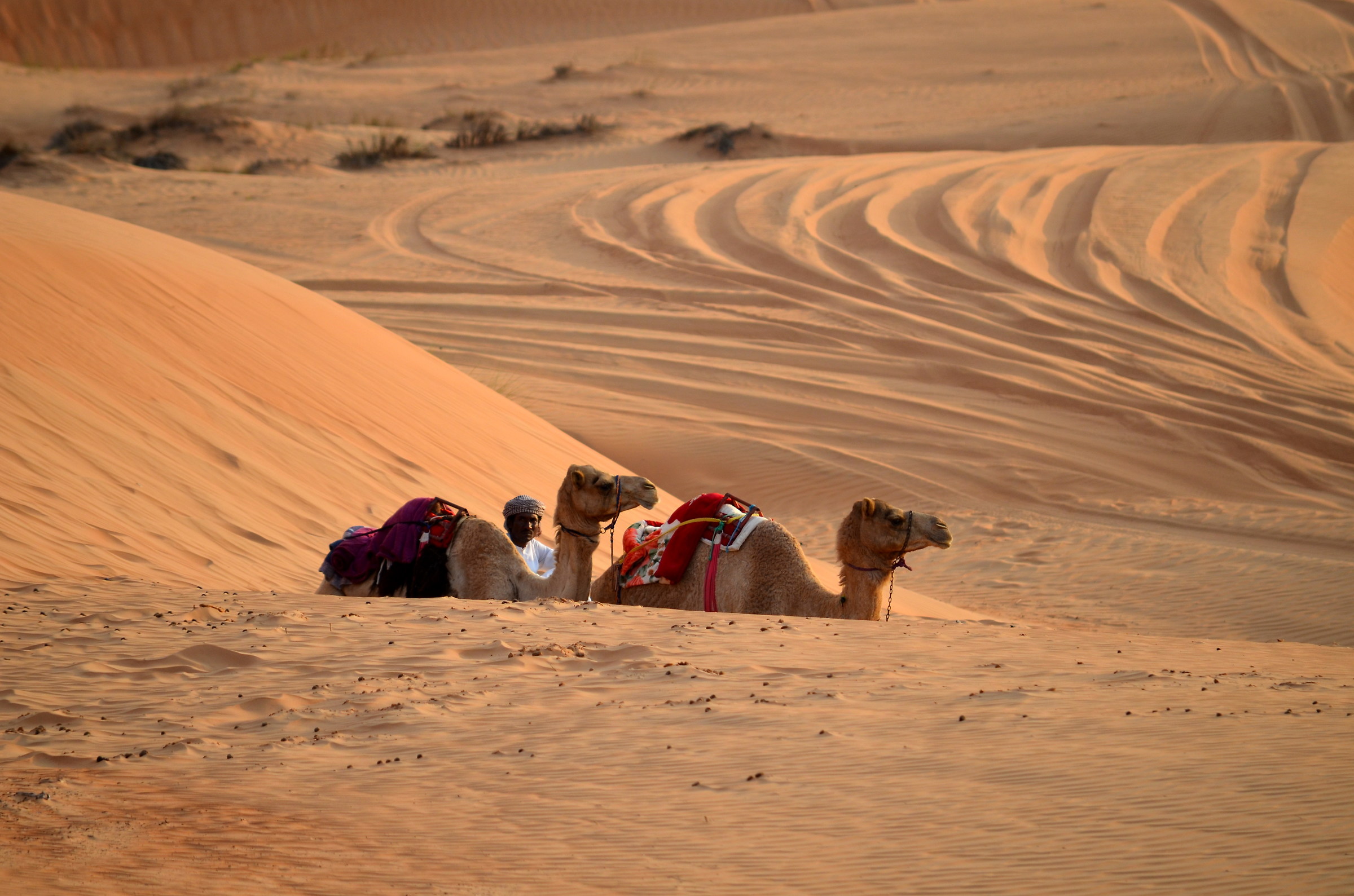 Dromedaries in relaxation