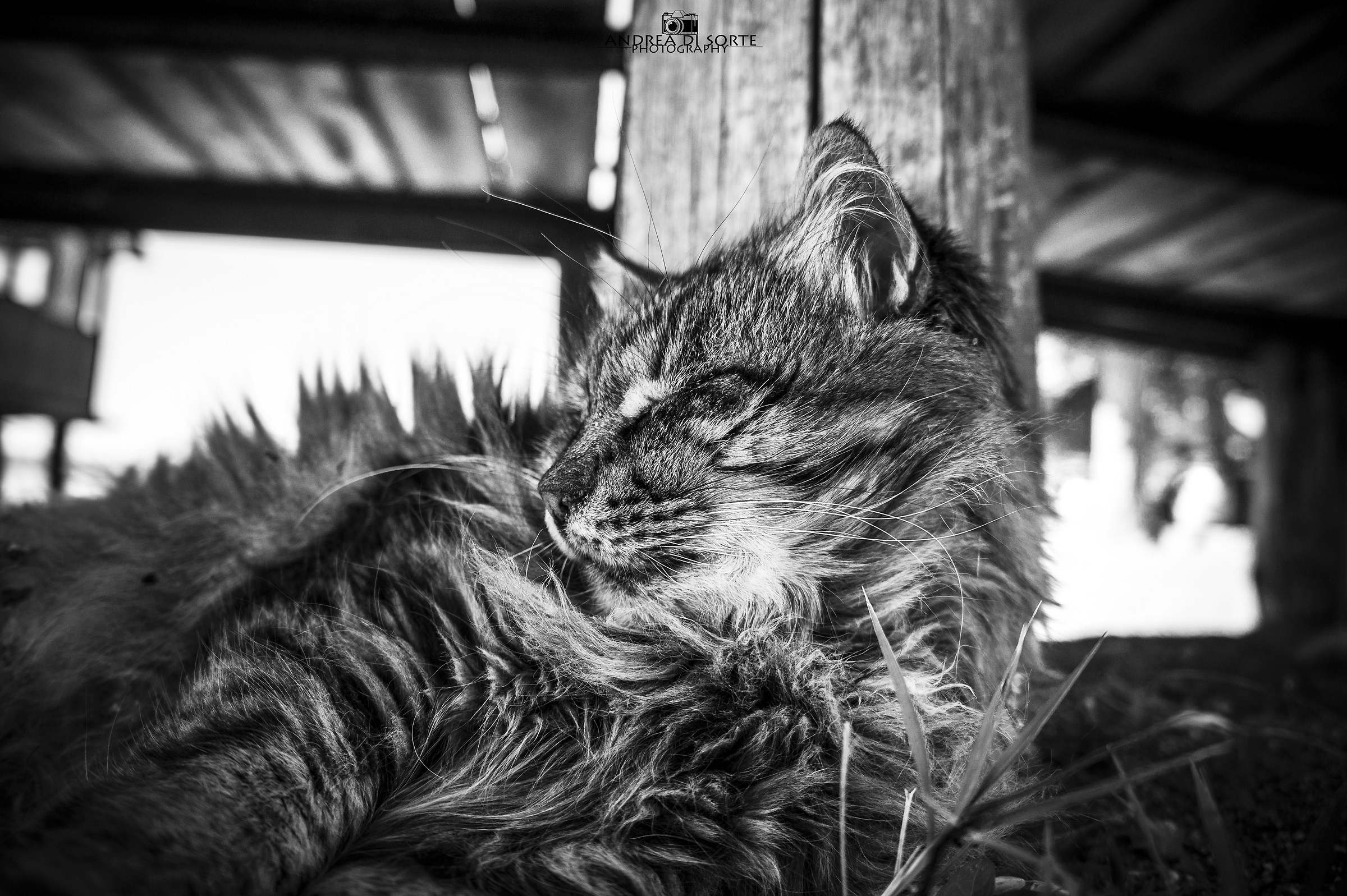 the "Norwegian" Romeo