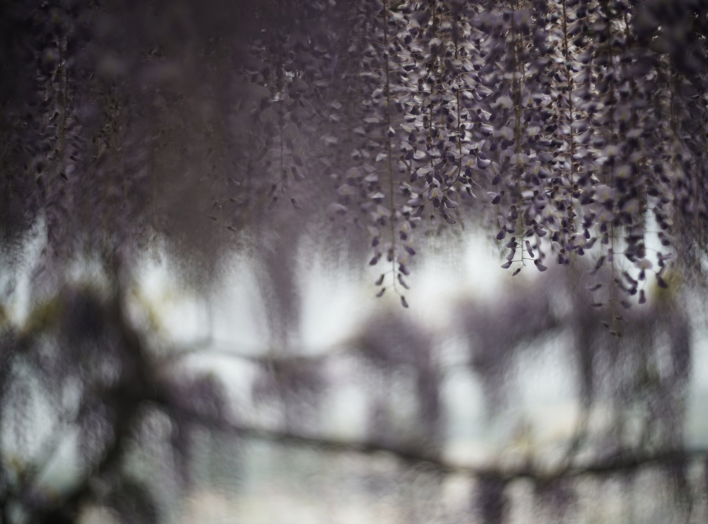 Wisteria with Jupiter-12 35mm f / 2.8 1968
