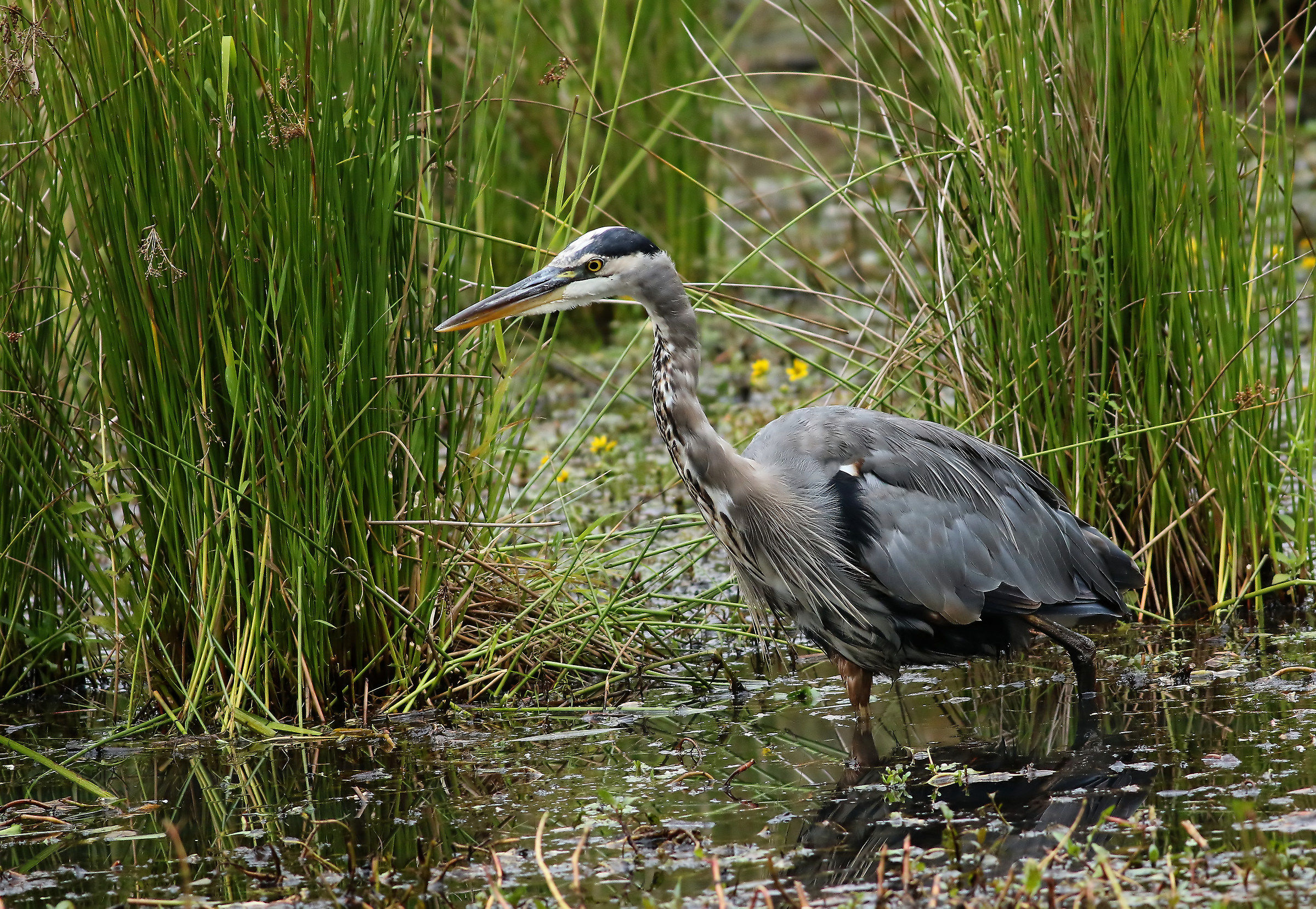 A caccia di noi andranno