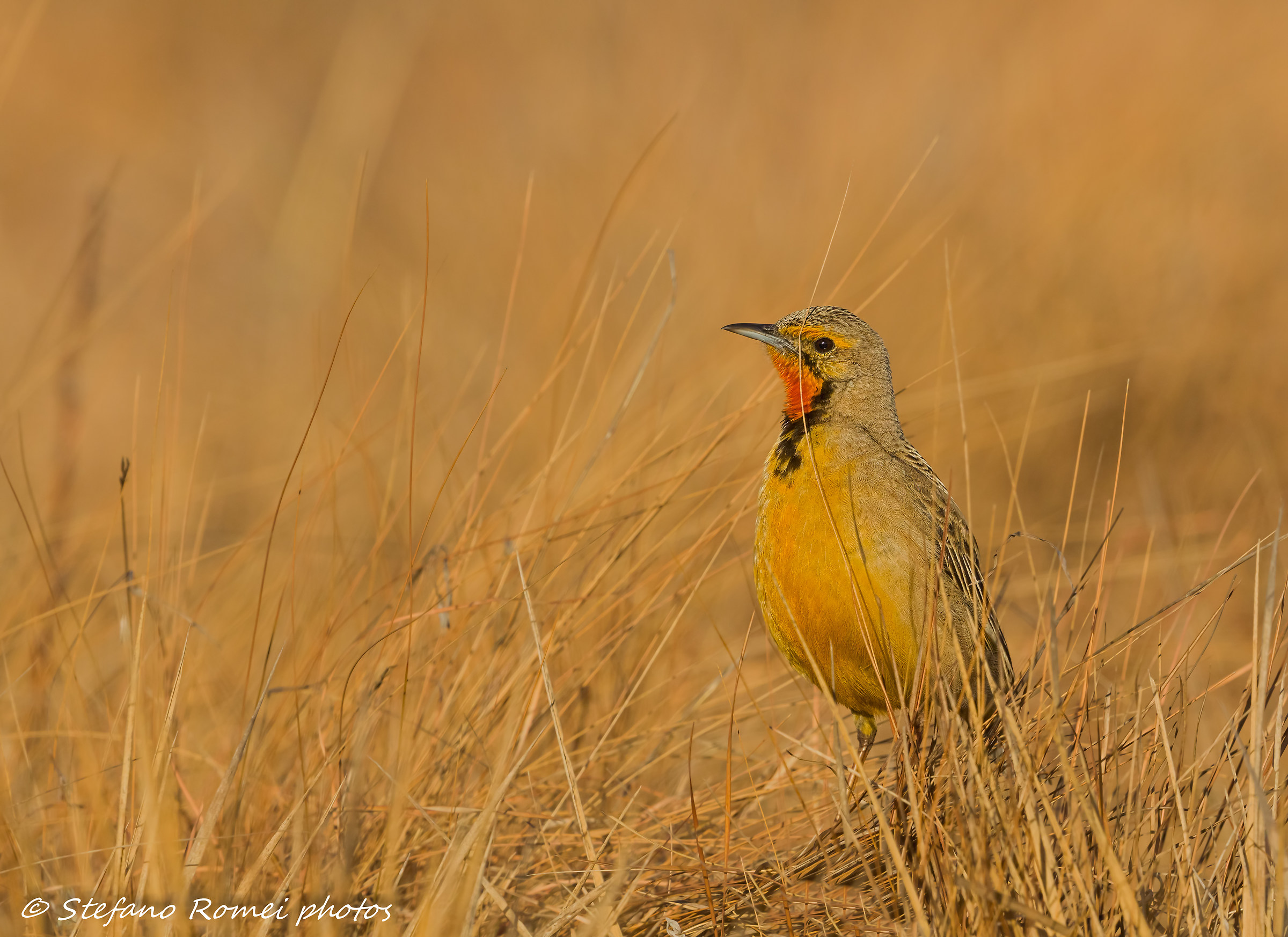 mai allo scoperto...