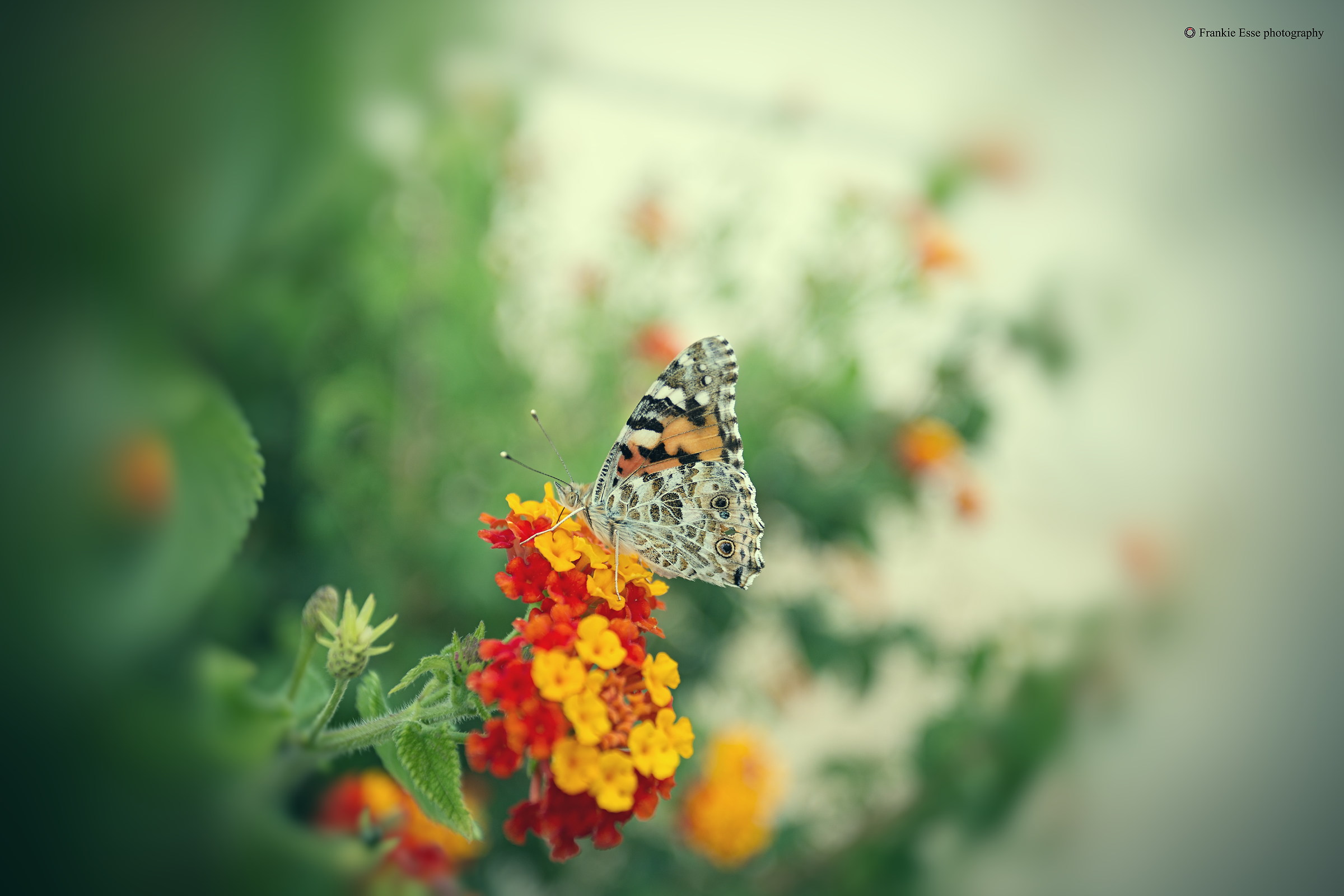 Butterfly - Sicily