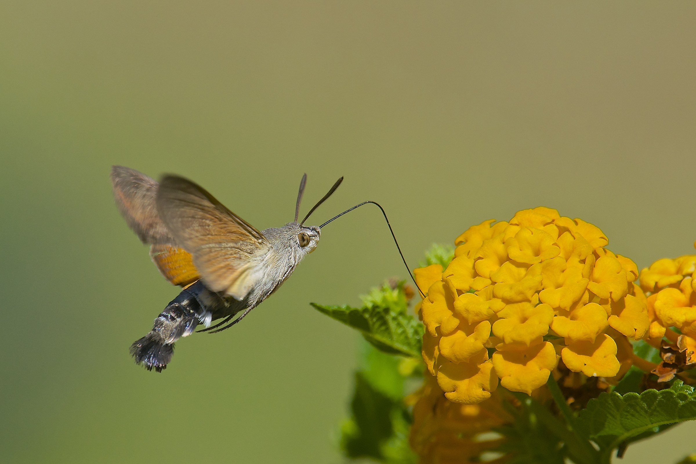 Macroglossum stellatarum