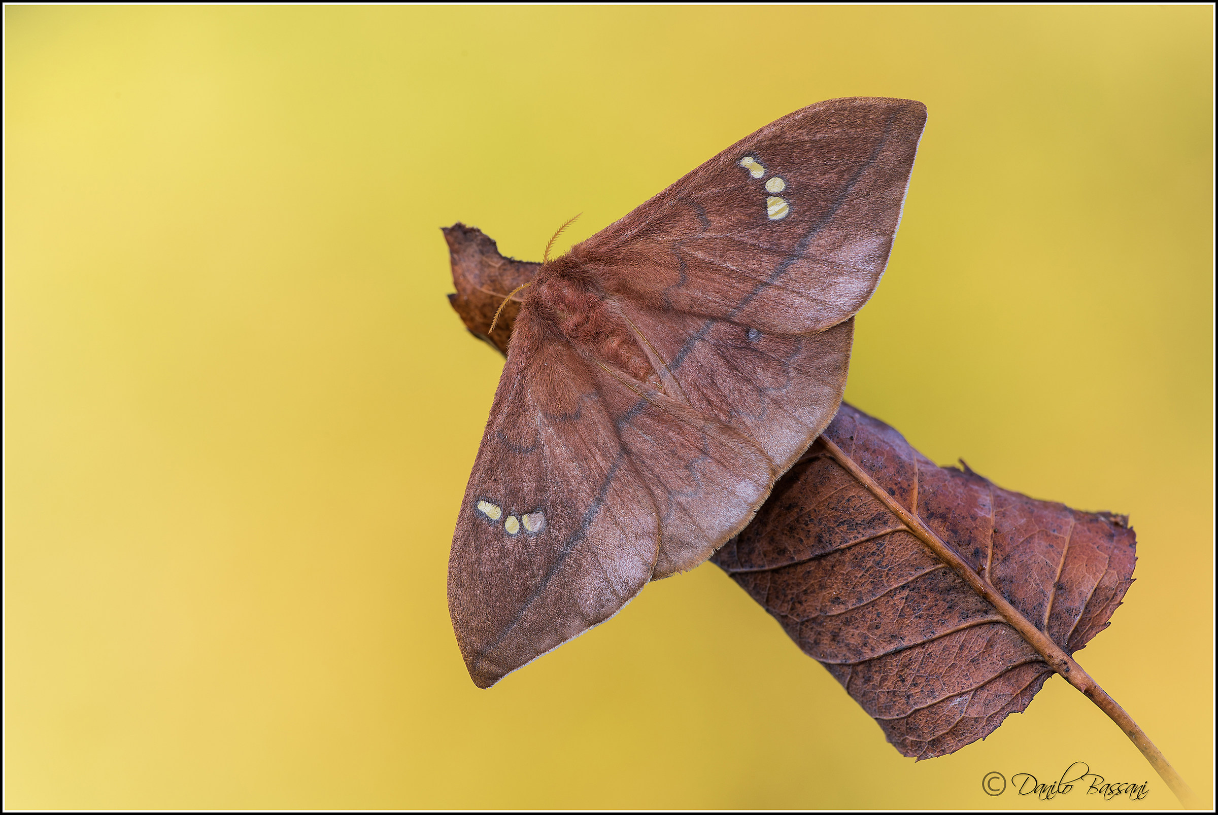 Cricula trifenestrata
