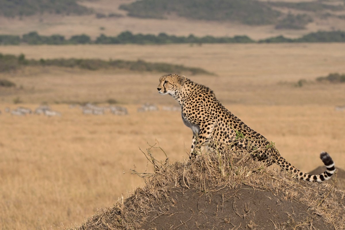 The dominator of open spaces