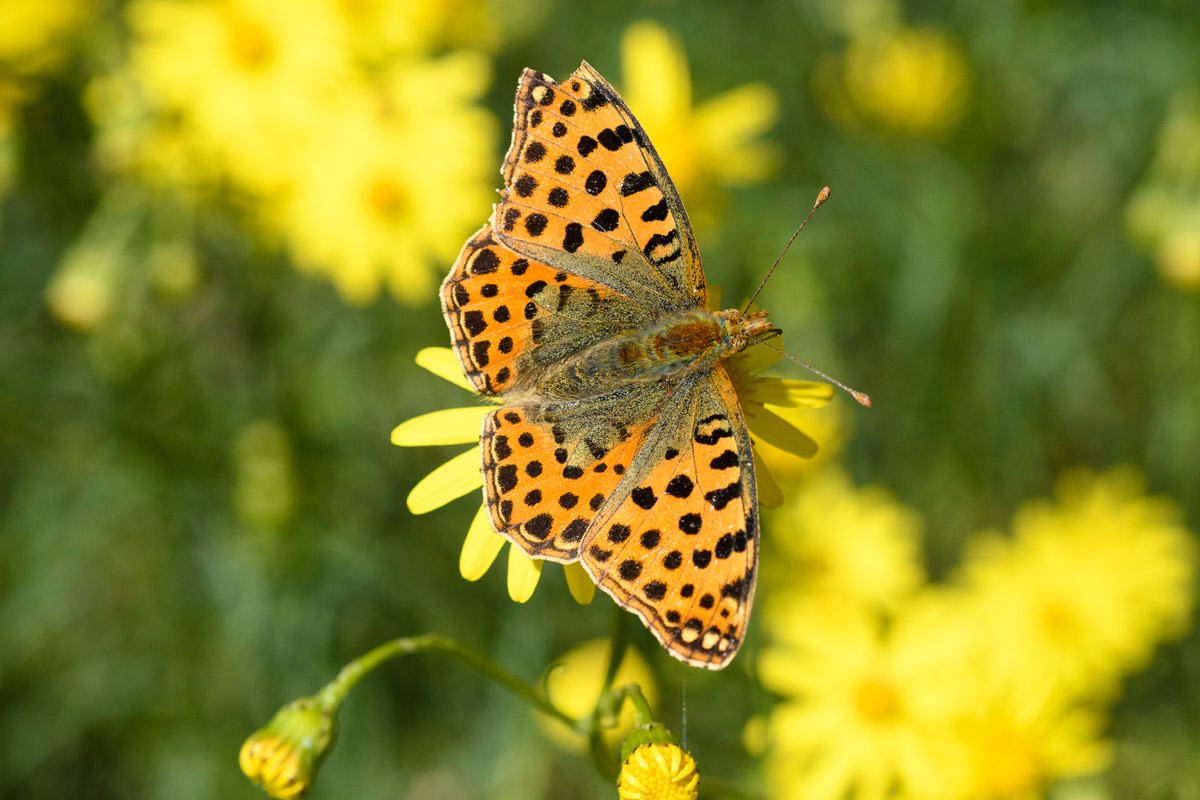 boloria euphrosyne