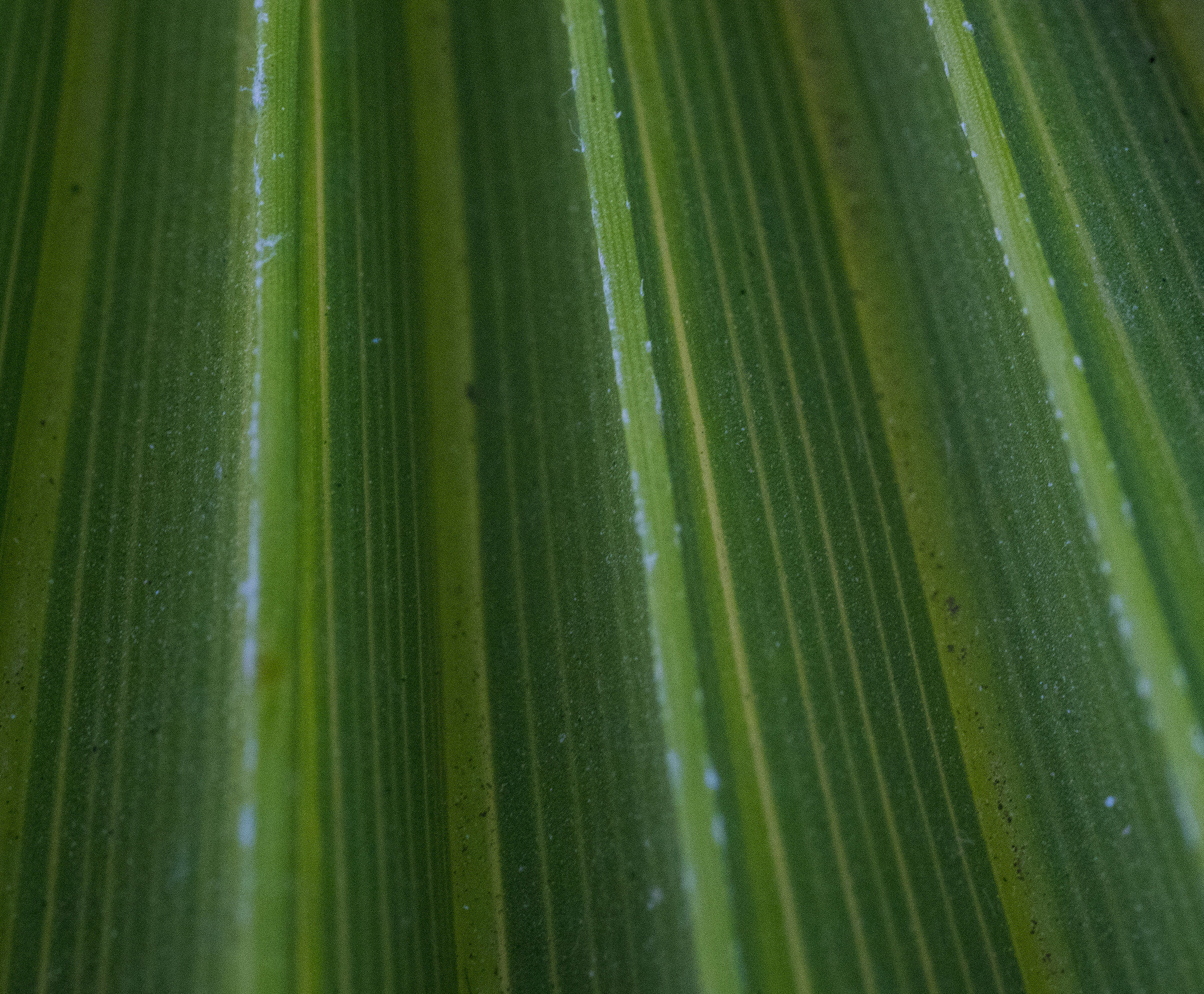 texture leaf