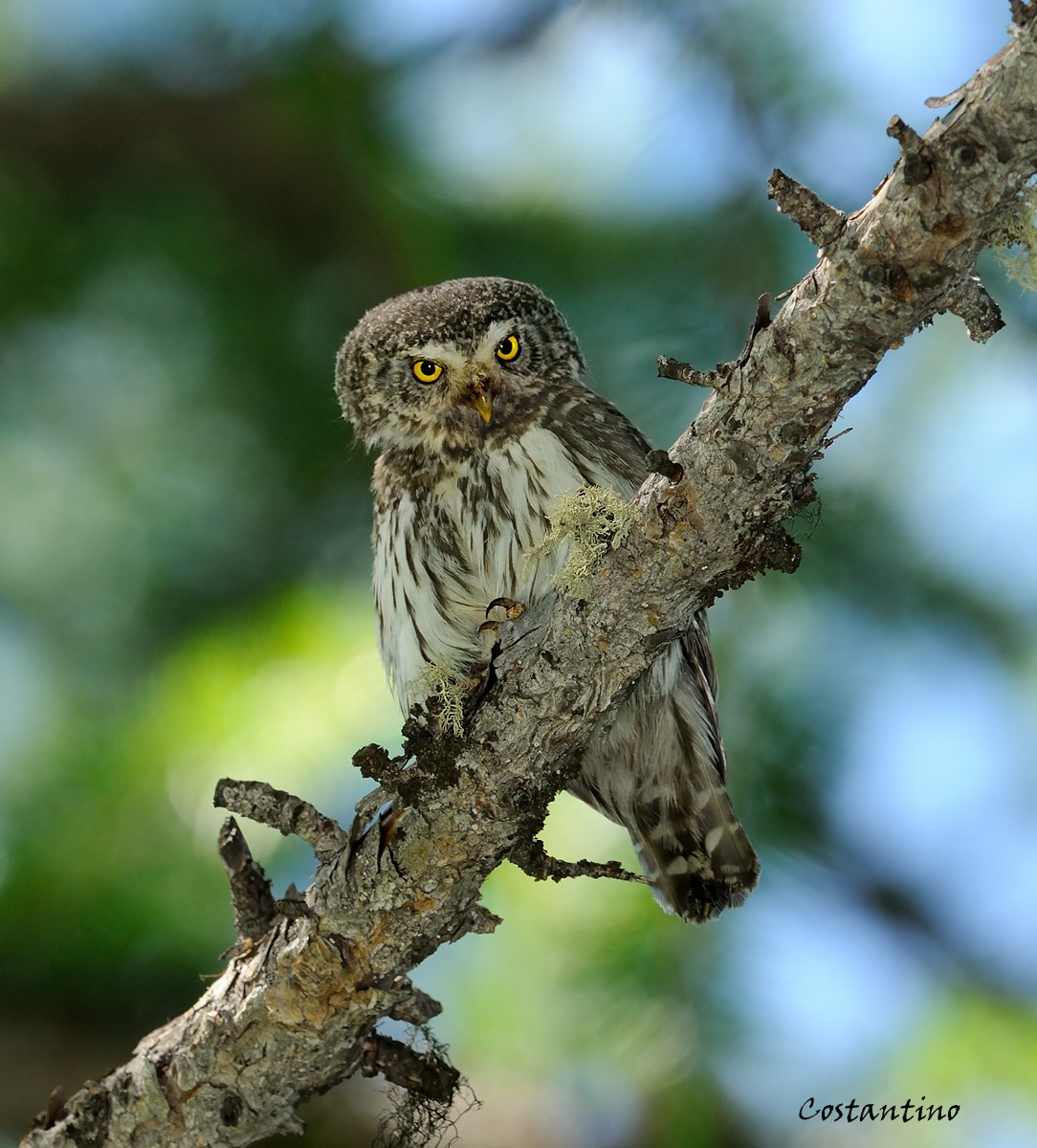 Civetta nana ( Glaucidium passerinum )