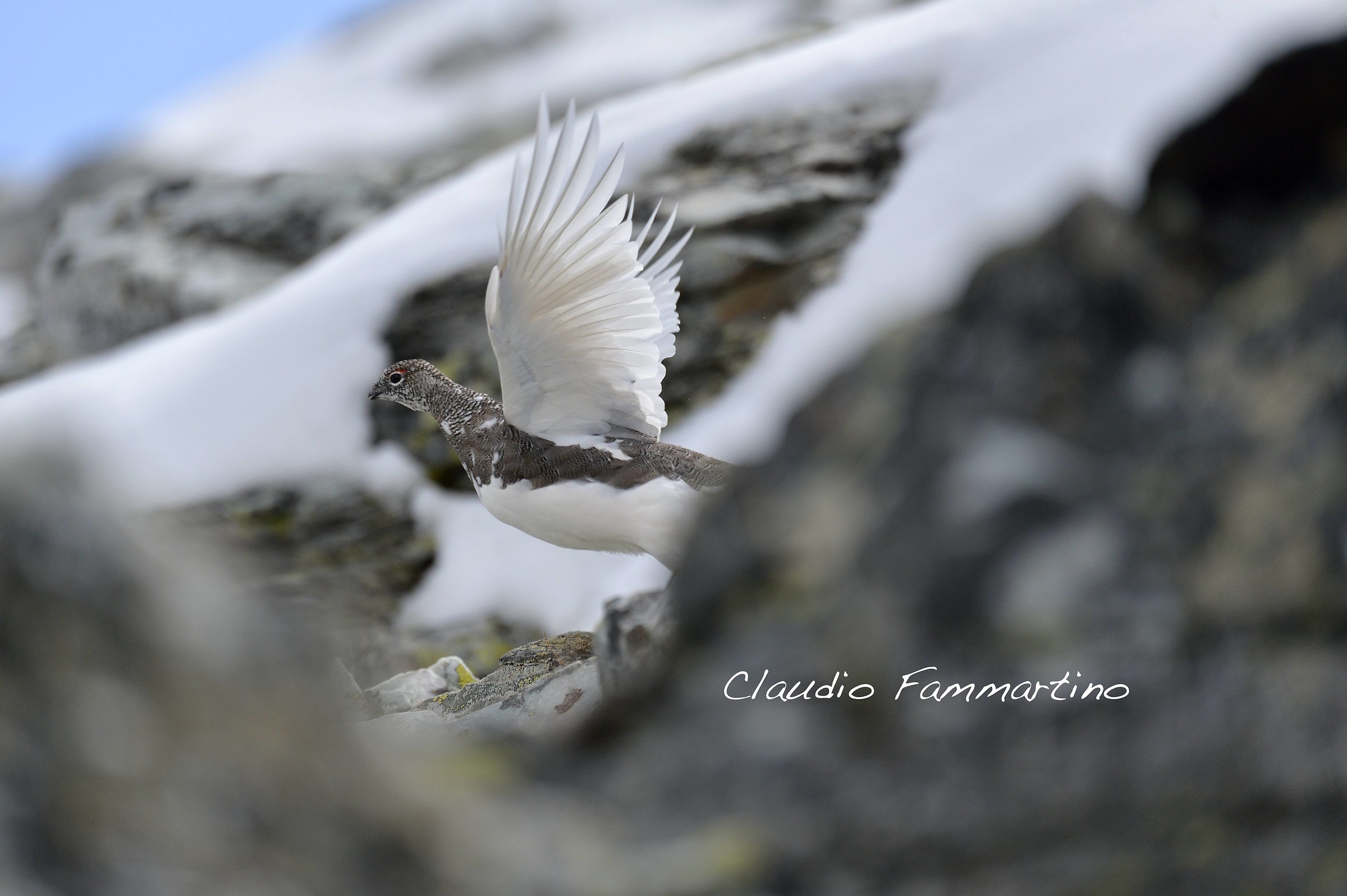 ptarmigan