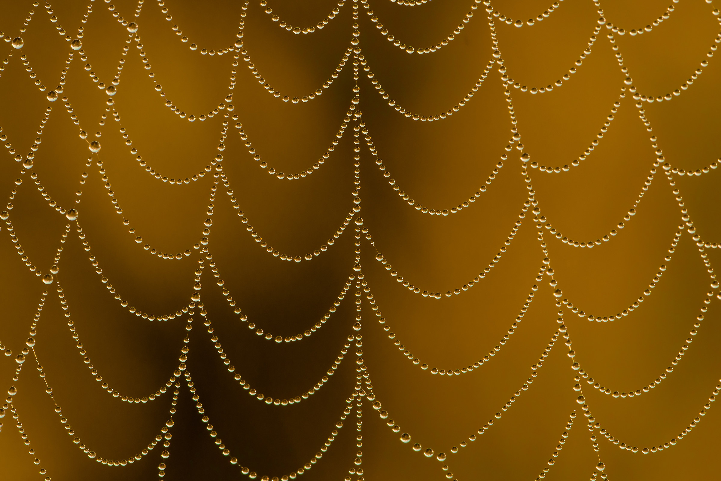 Pearls of Dew