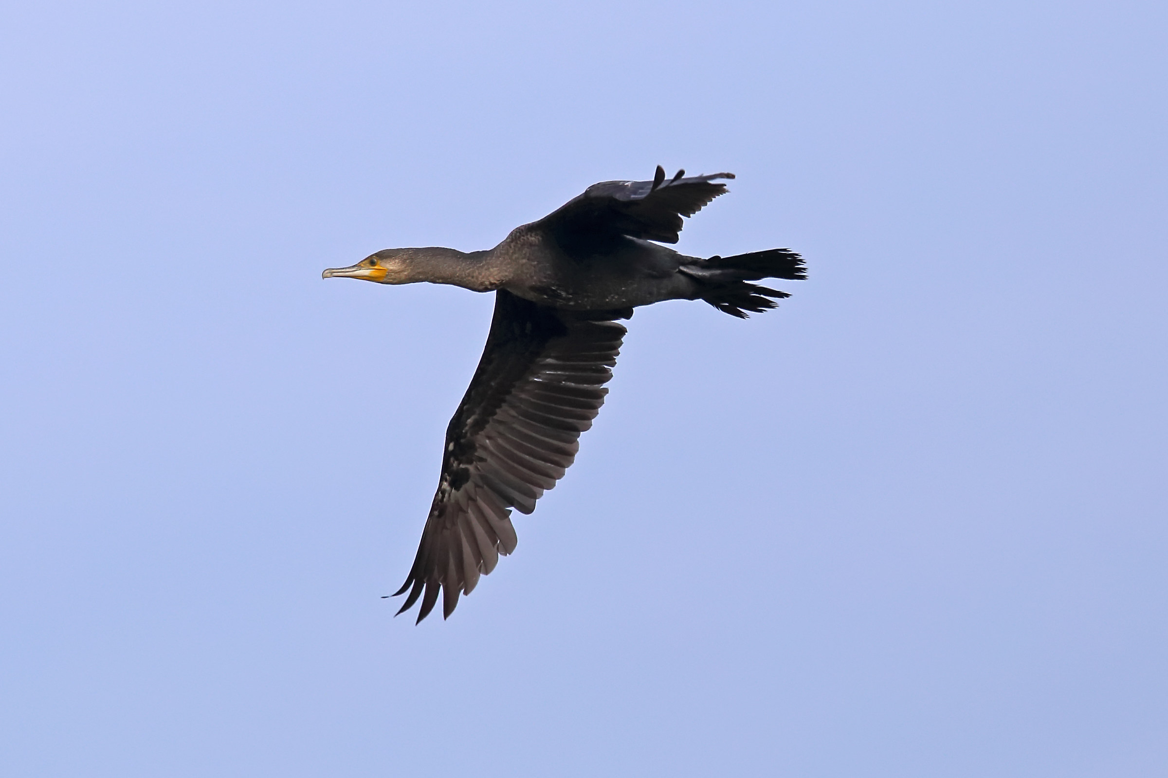 Cormorant in flight