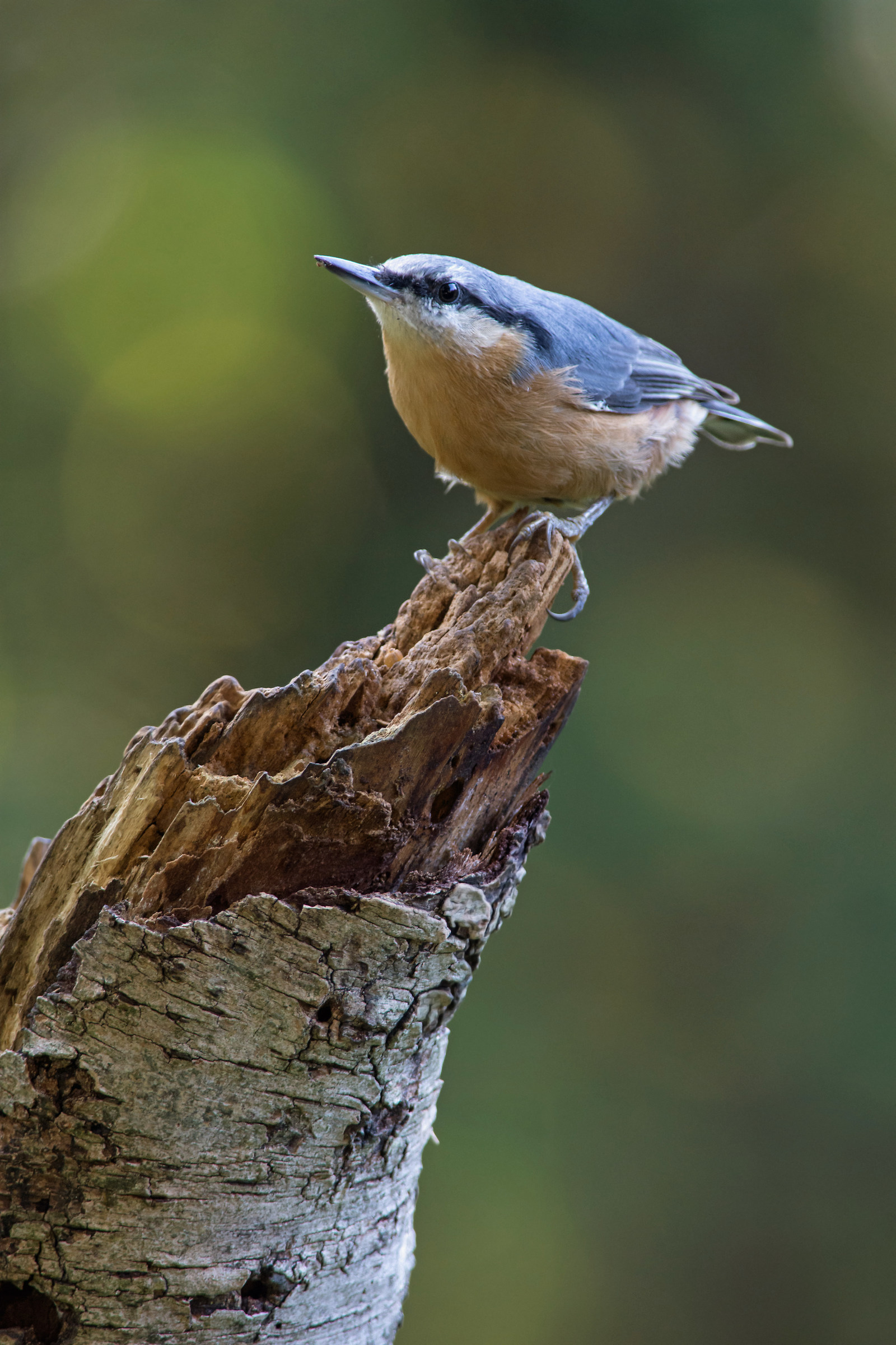 nuthatch