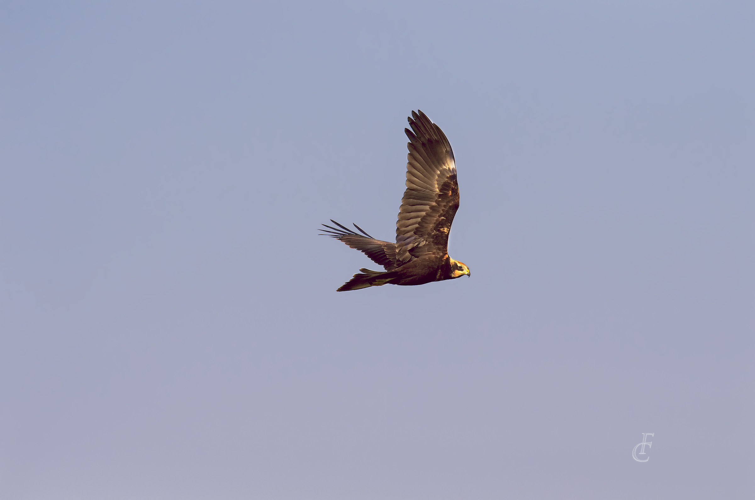 Marsh harrier