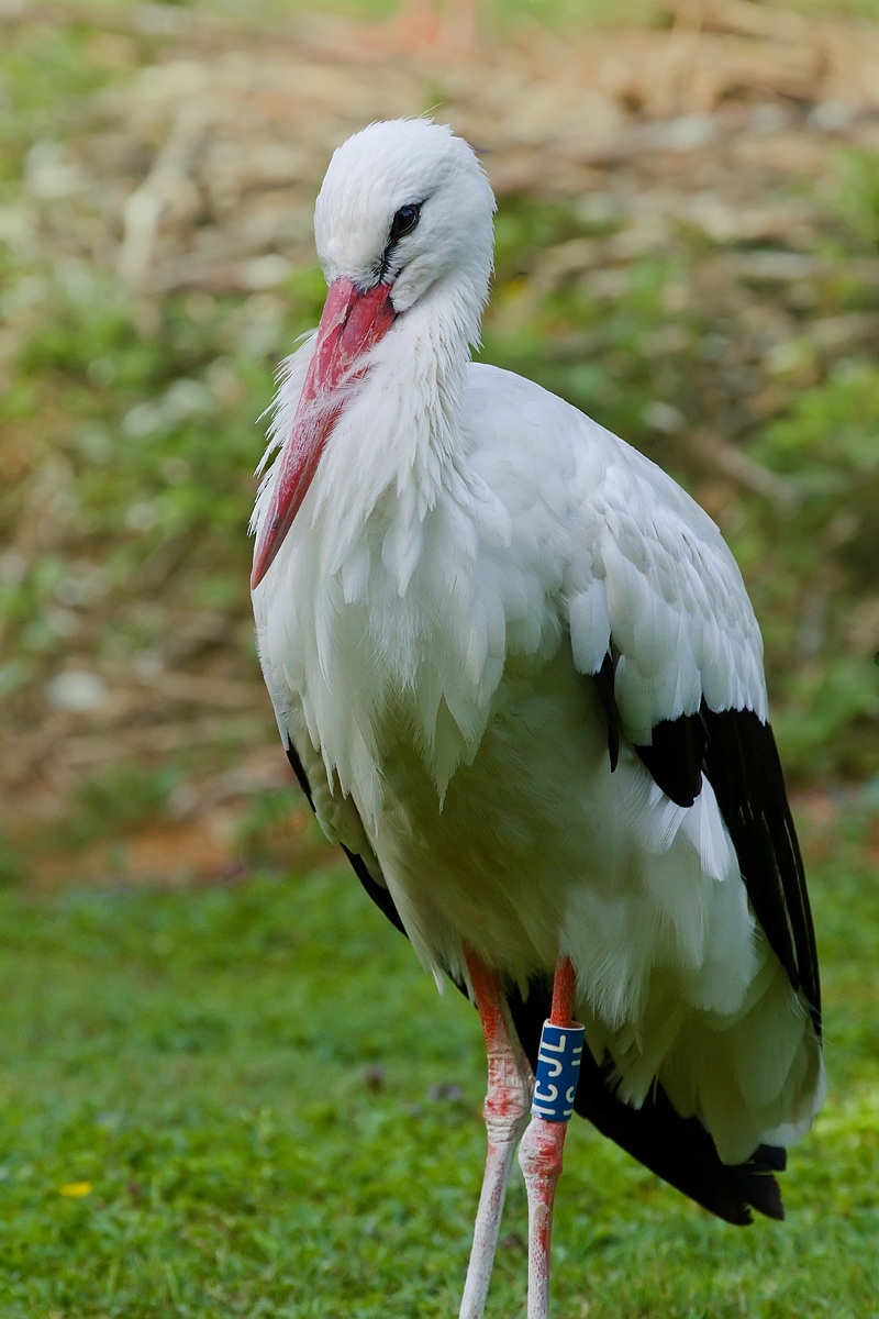 primo piano di cicogna