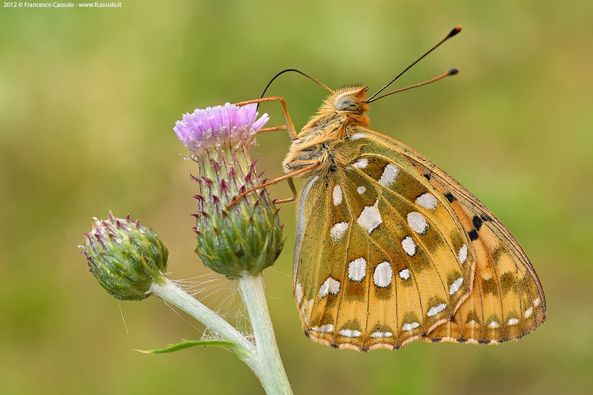 Argynnis aglaja (Linnaeus, 1758)