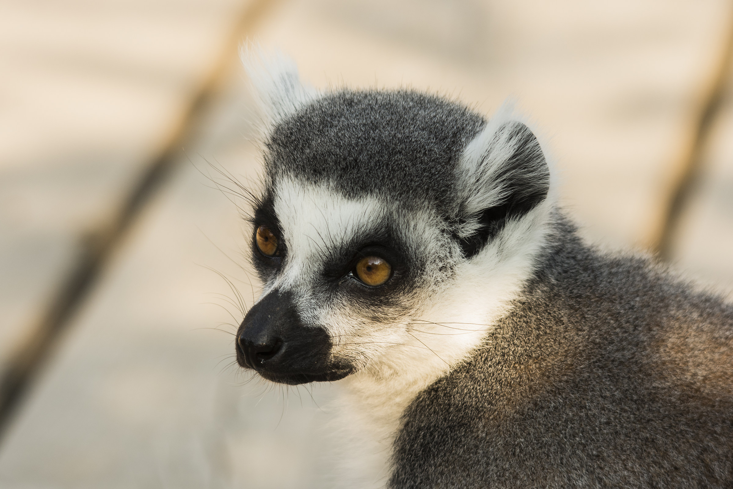 Lemur