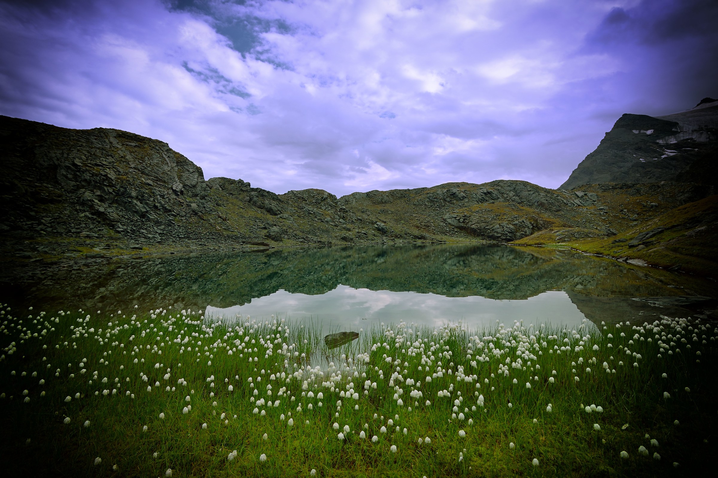 fioriture di eriofori