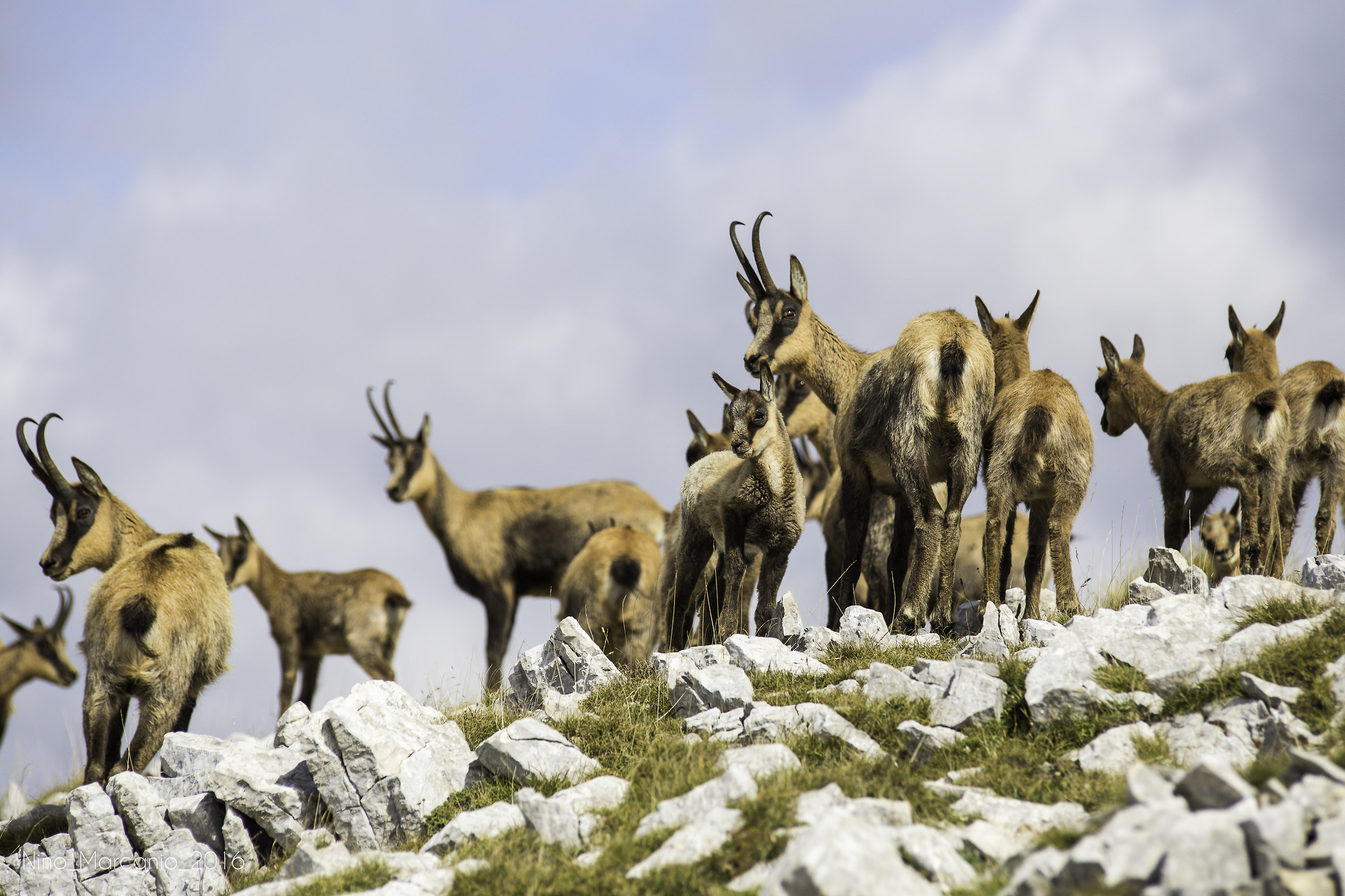 Camosci sul Mt. Meta