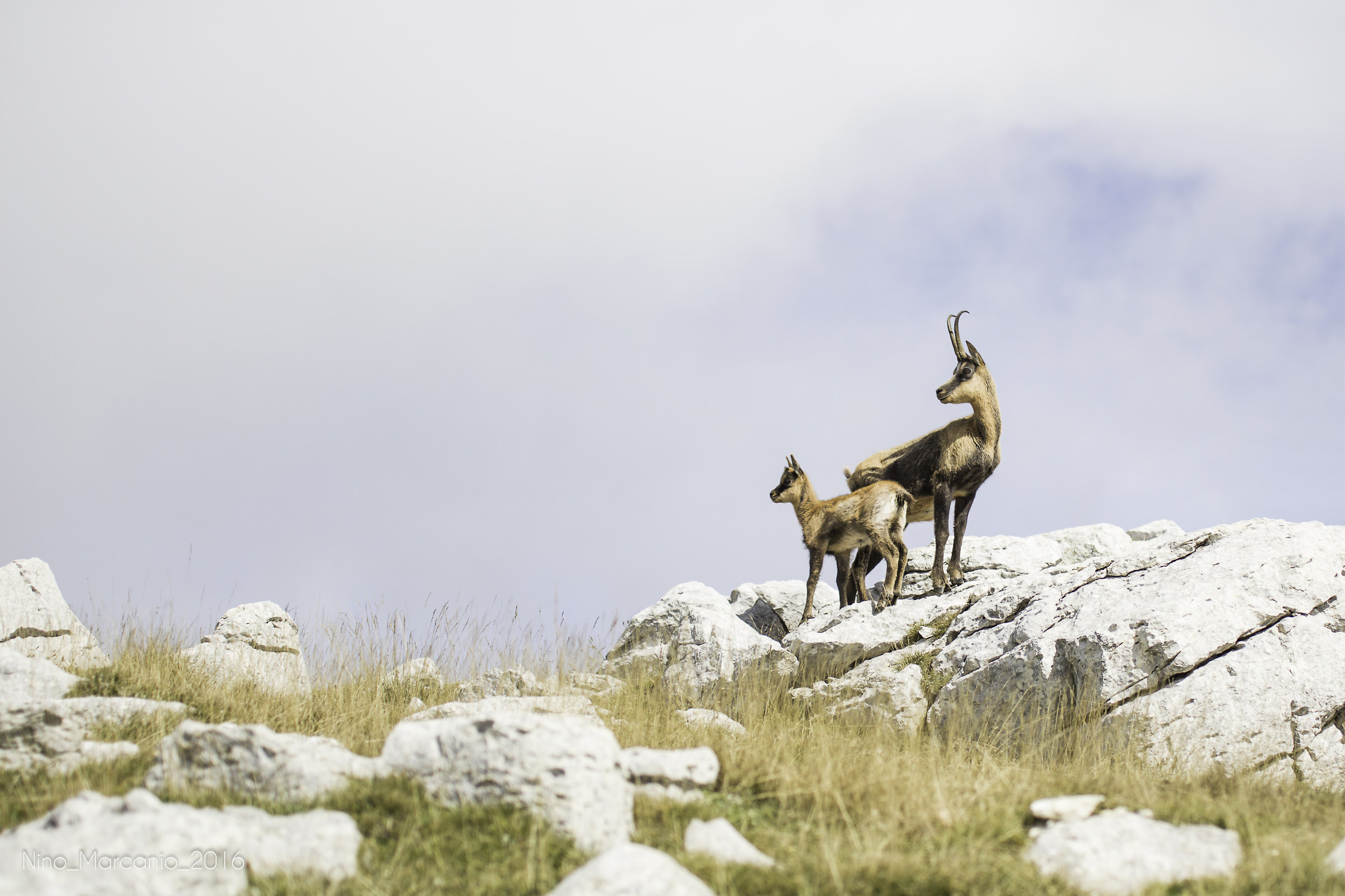 Camosci sul Mt. Meta