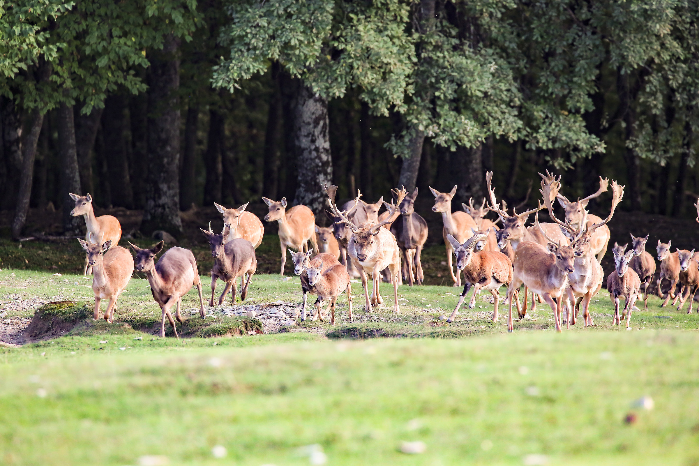 Fallow deer and mouflon