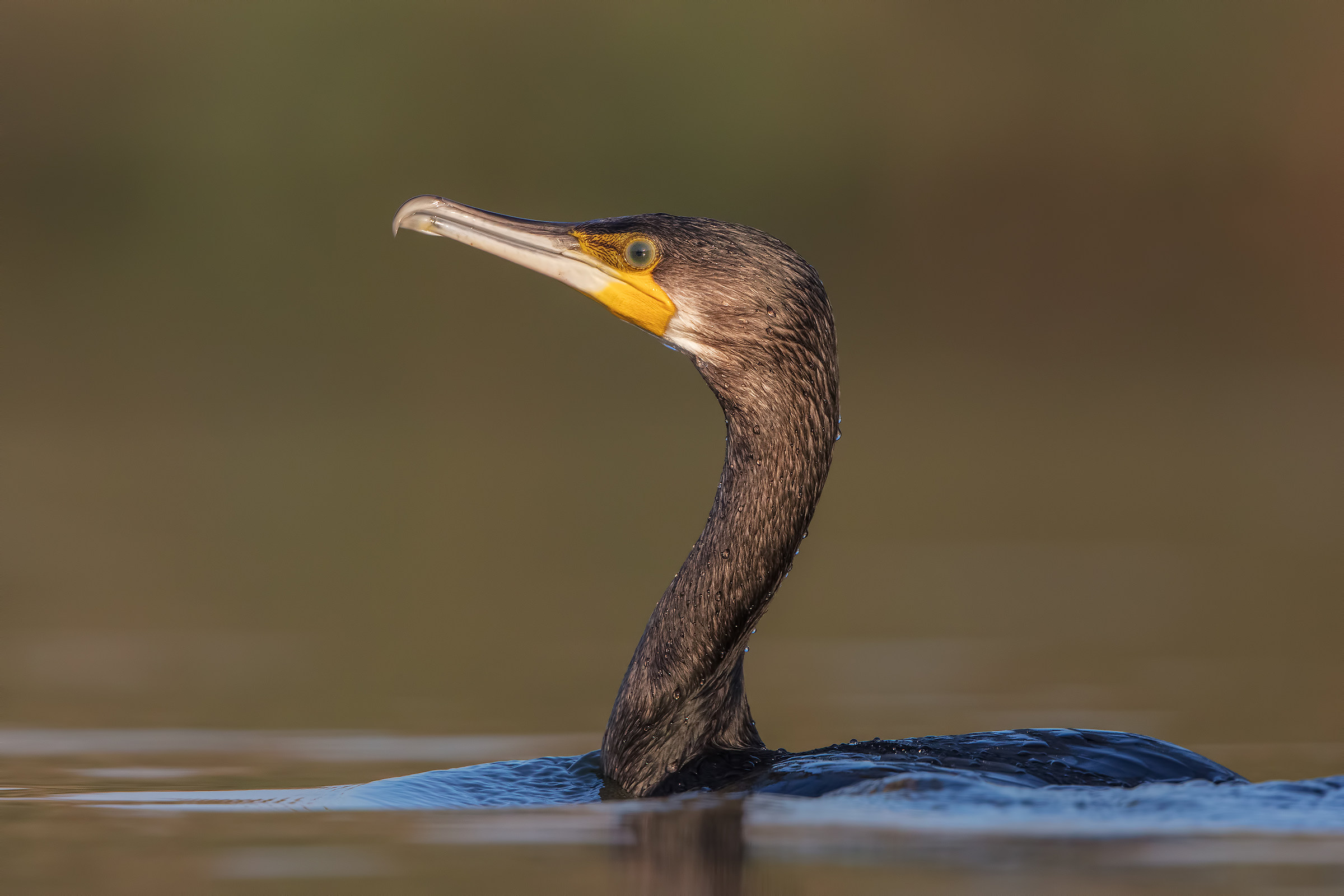 Cormorano