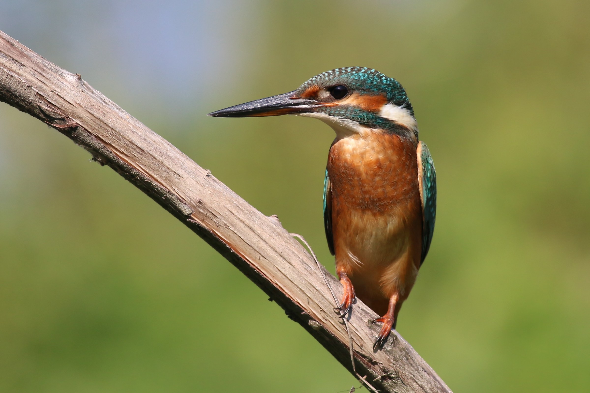 Martino afternoon ..