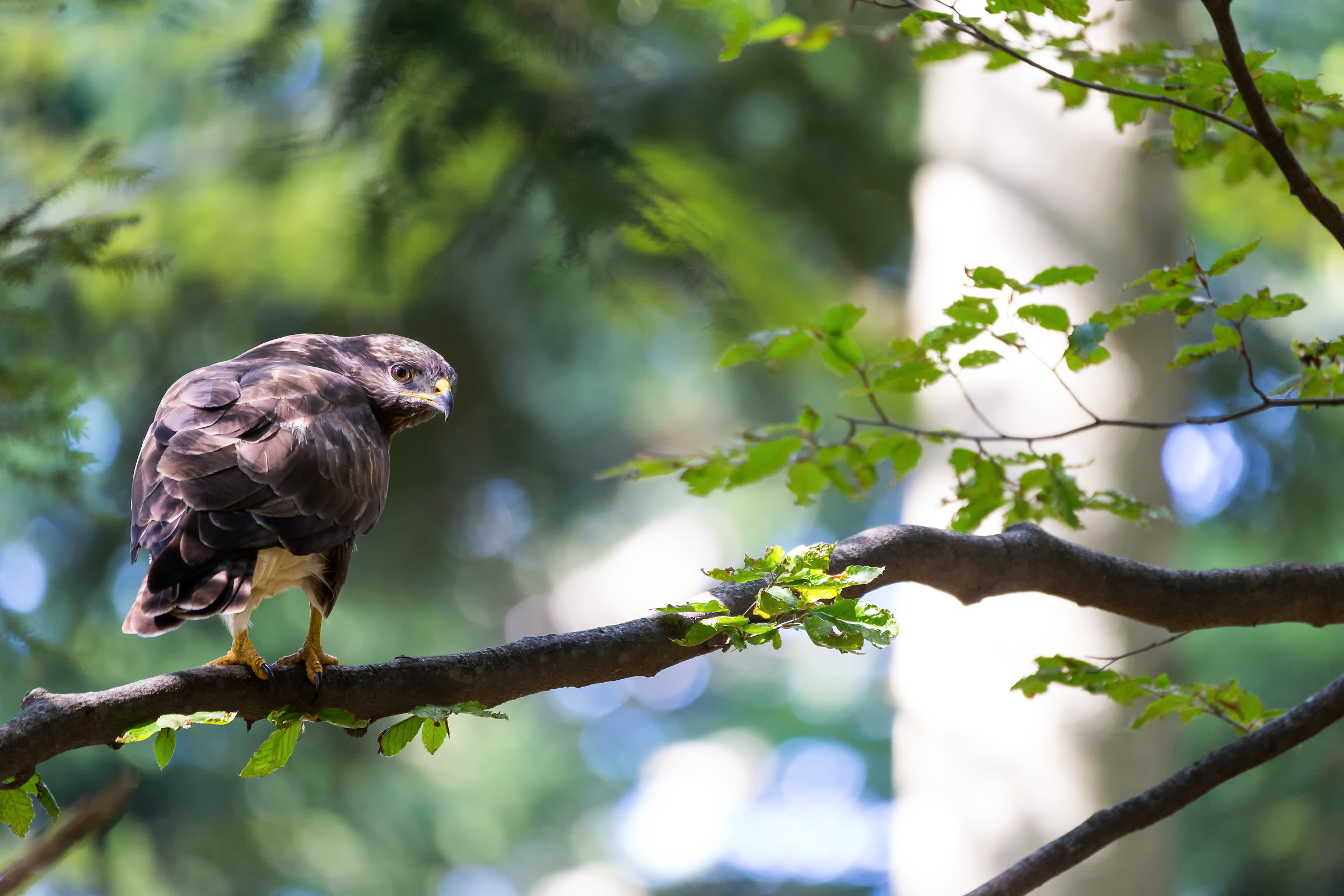 Buzzard in the forest of Kocevje