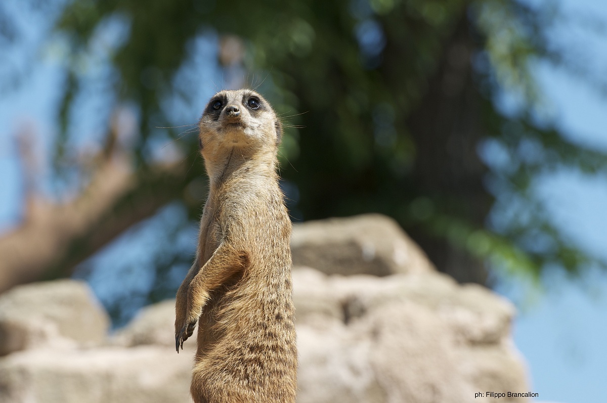 Meerkats on sentry duty