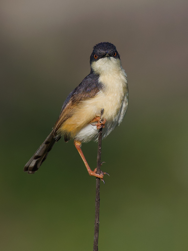Ashy Prinia#2