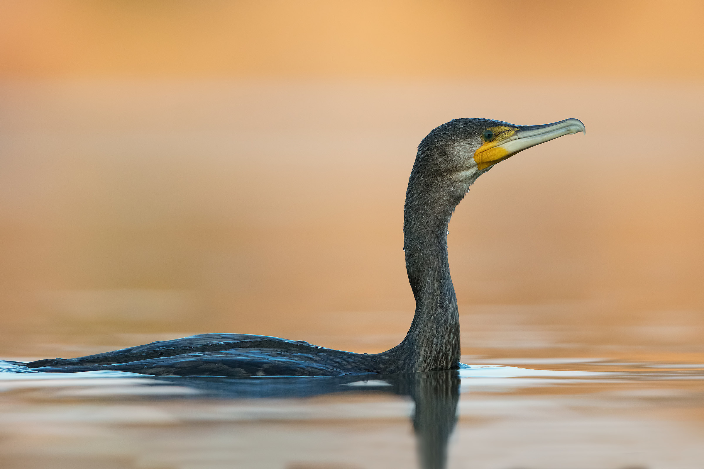 Cormorant
