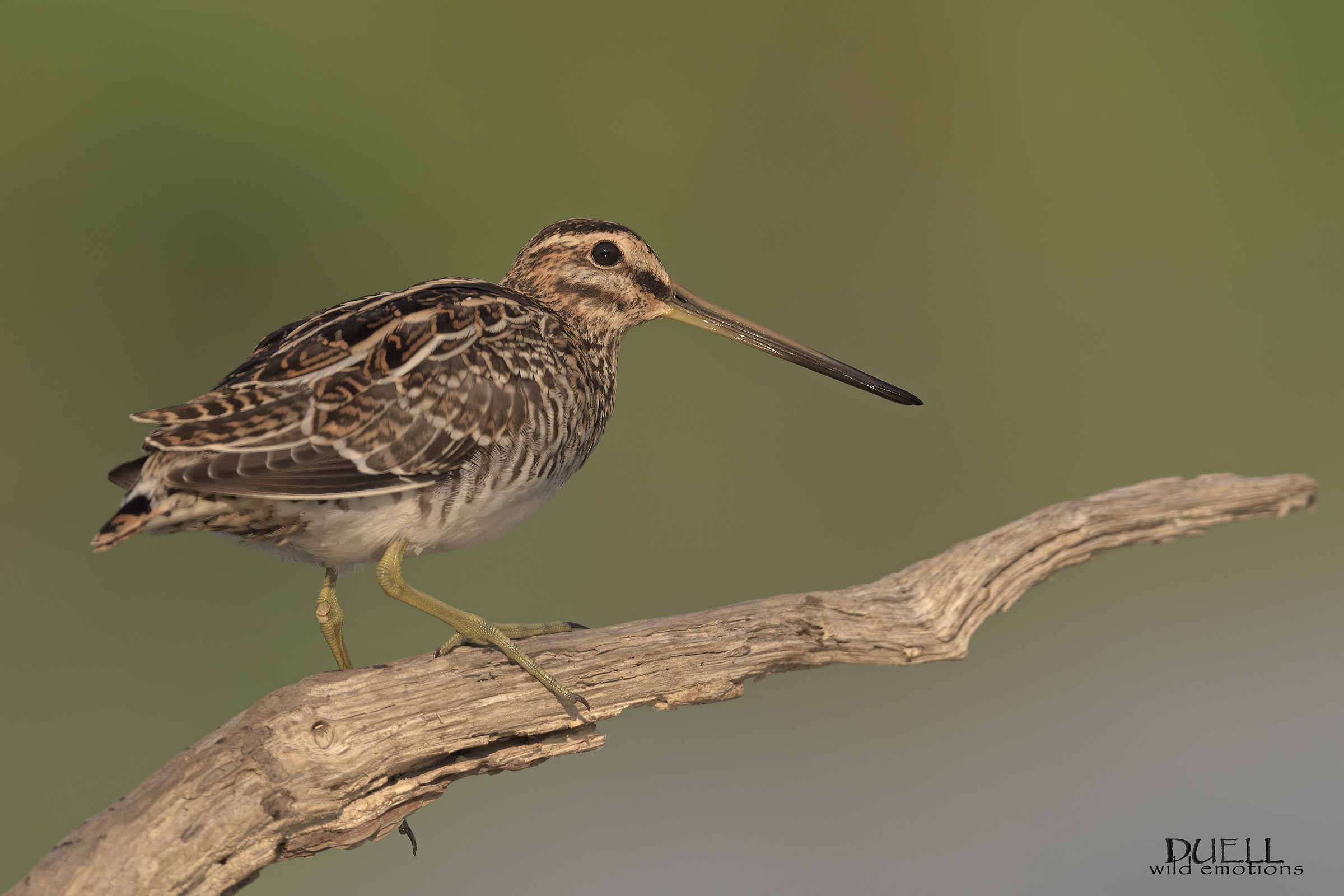 beccaccino su posatoio